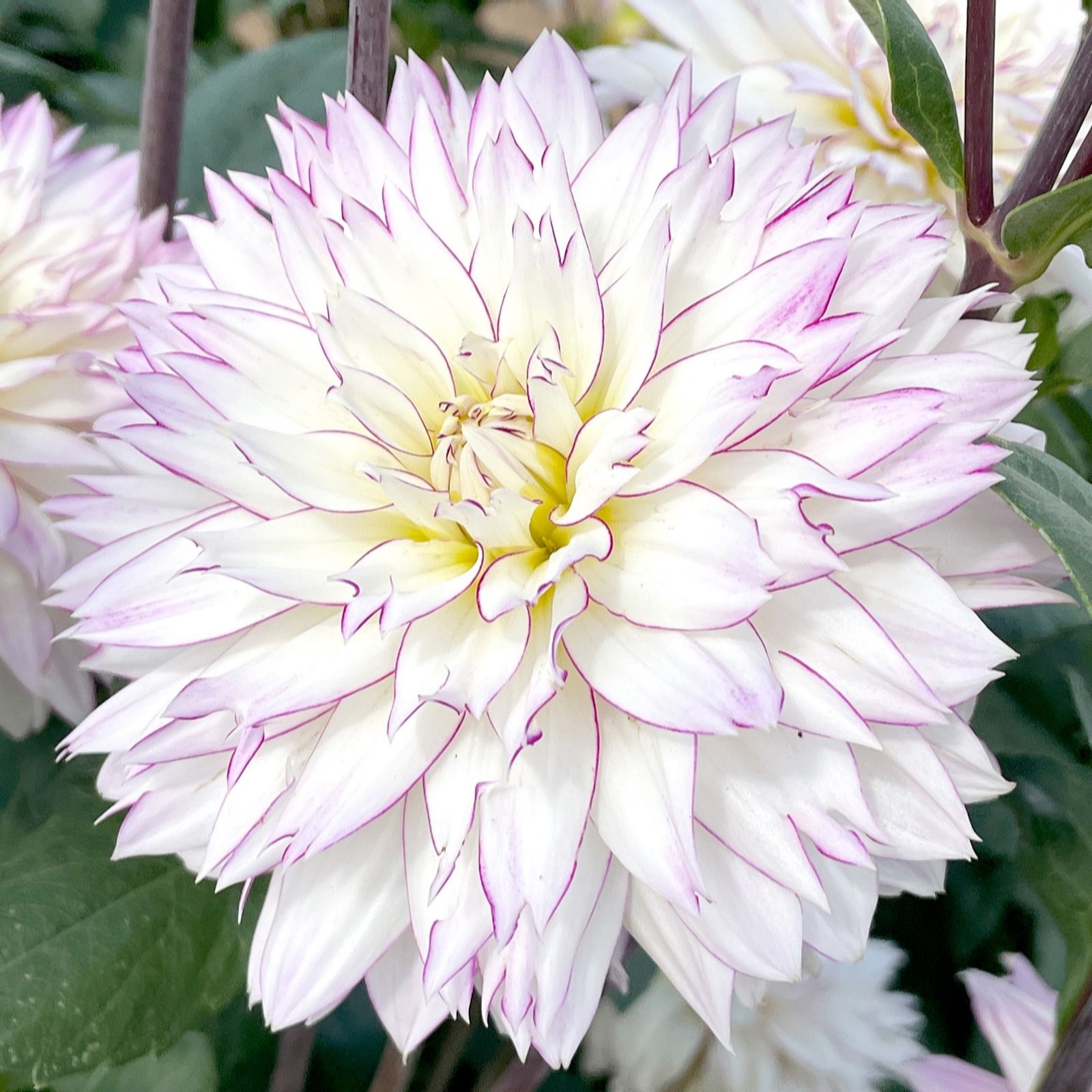 Richard Jackson Dahlia Crazy Love 3x Top Size Tubers