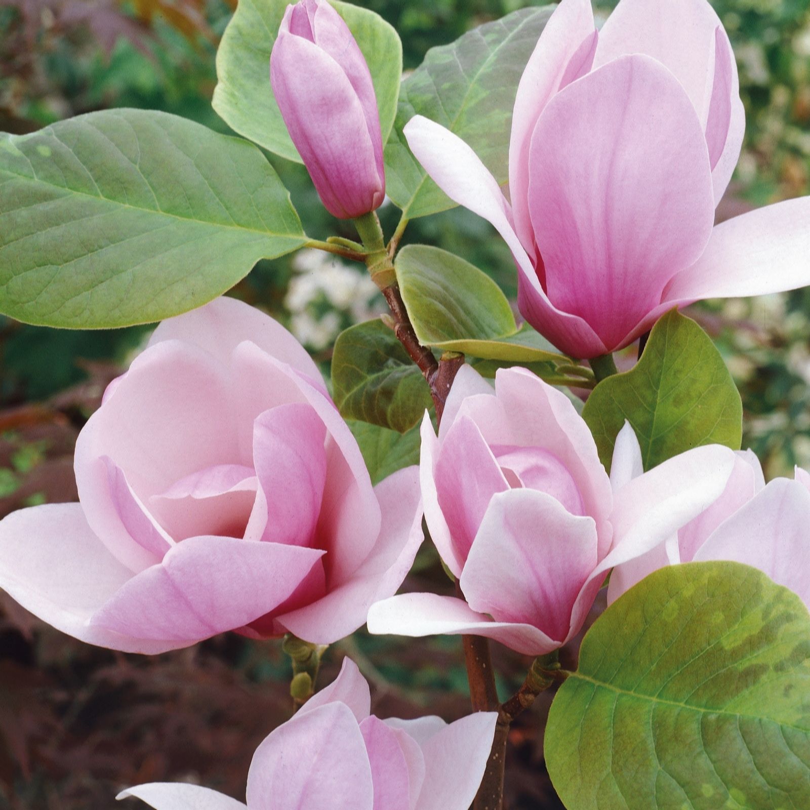 Plants 2 Gardens Magnolia Satisfaction 7ltr