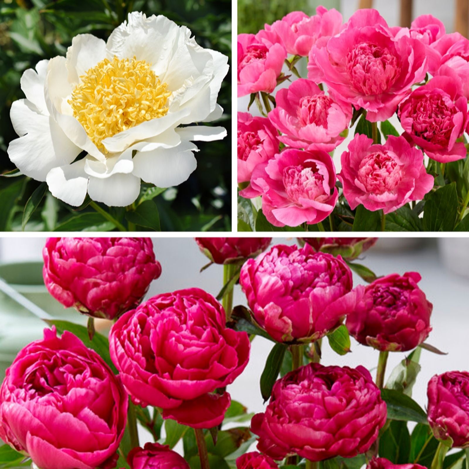 YouGarden Patio Peony Bare Root Collection