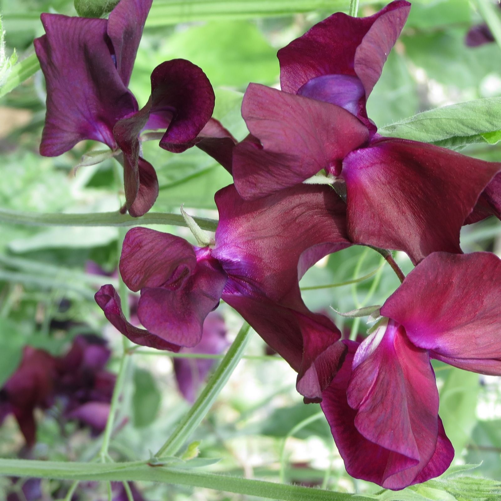 Plants2Gardens Sweet Pea Love Saves The Day Mix 6 x 5cm Mulit Sown