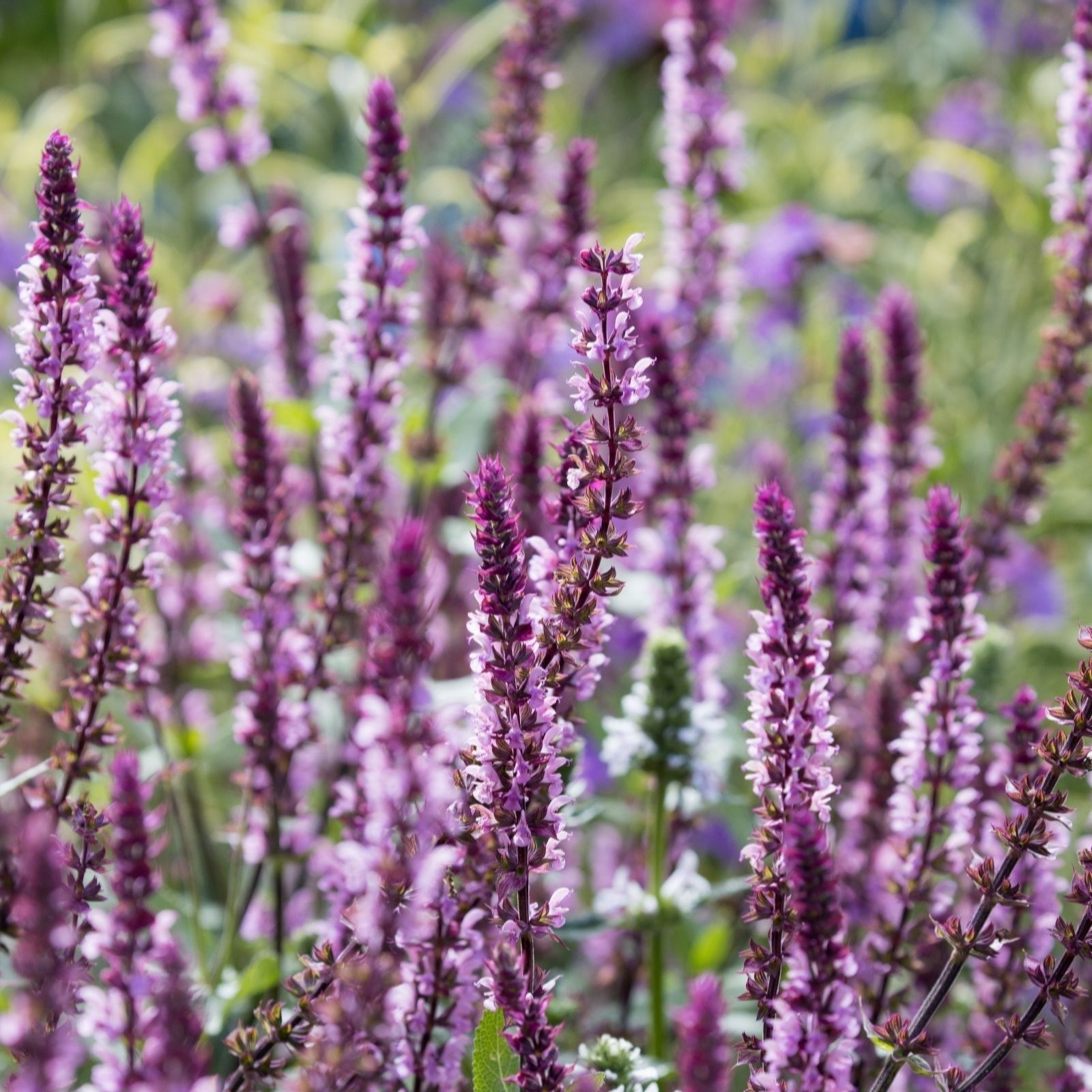 Thompson & Morgan Salvia Caradonna Pink 9cm Pot x 3
