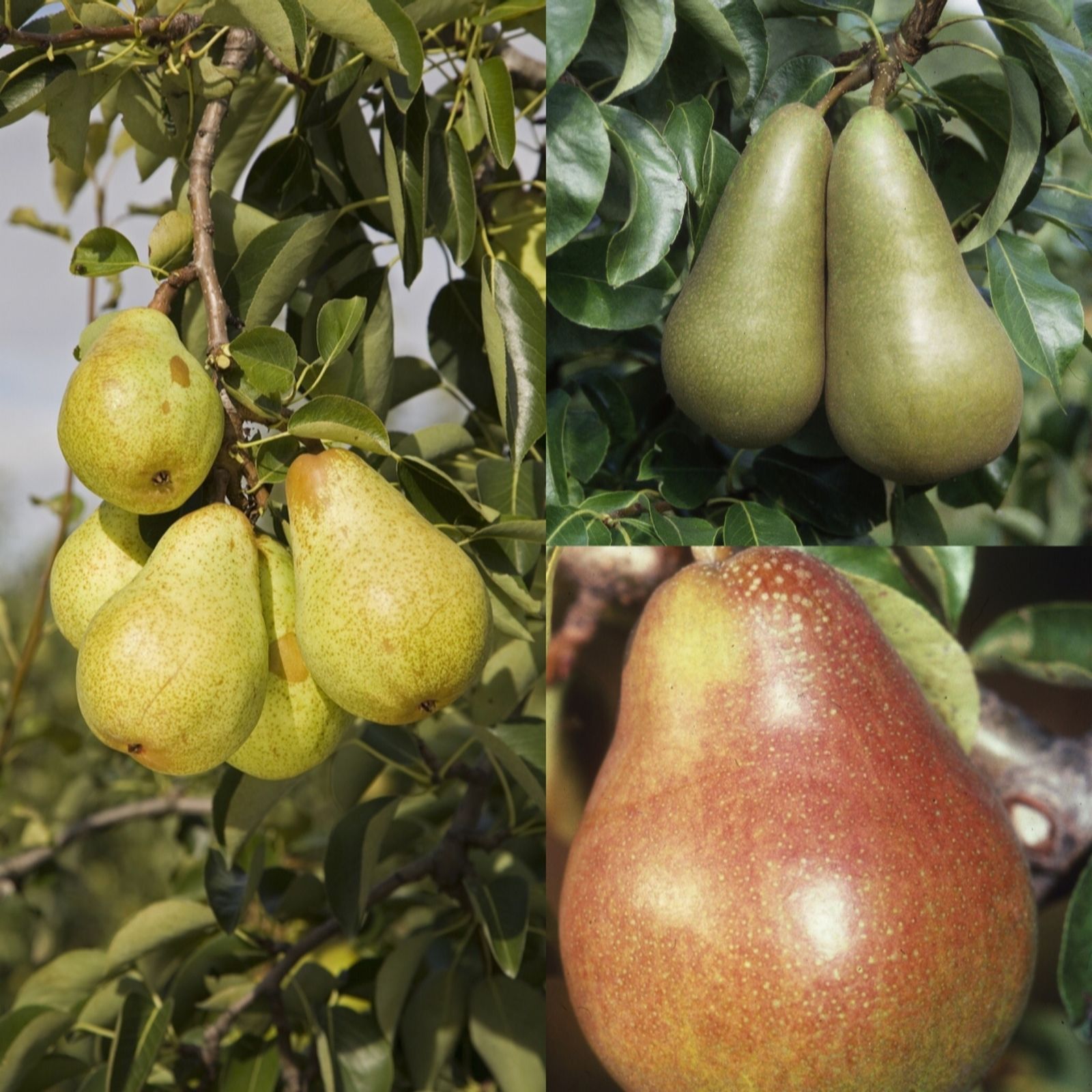 Frank P Matthews Family Pear - Conference/ Comice/Williams in 12 Litre