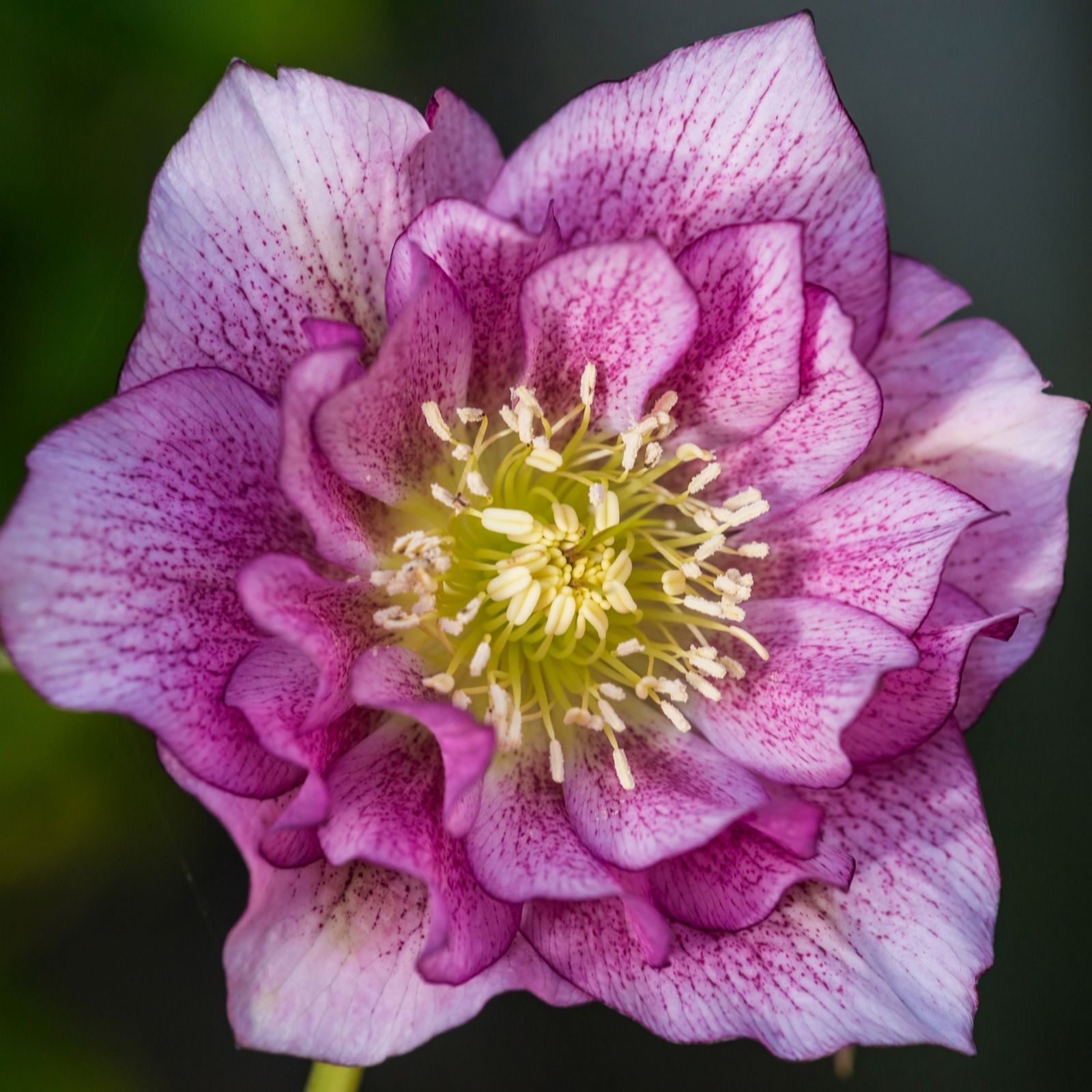 YouGarden Hellebore 'Double Ellen Pink' in 9cm Pots x3