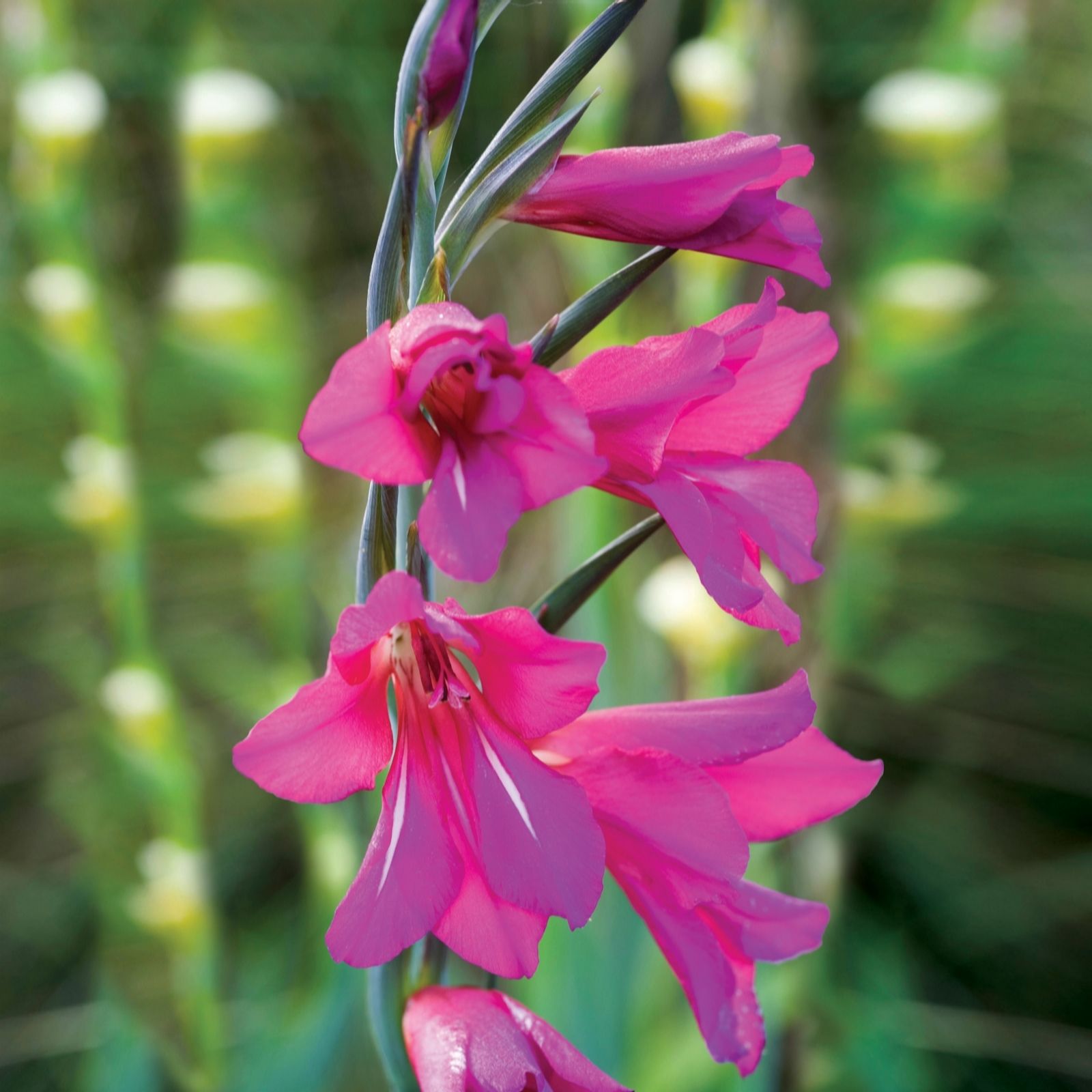 de Jager Hardy Gladiolus Cummunis Byzantinus x 40