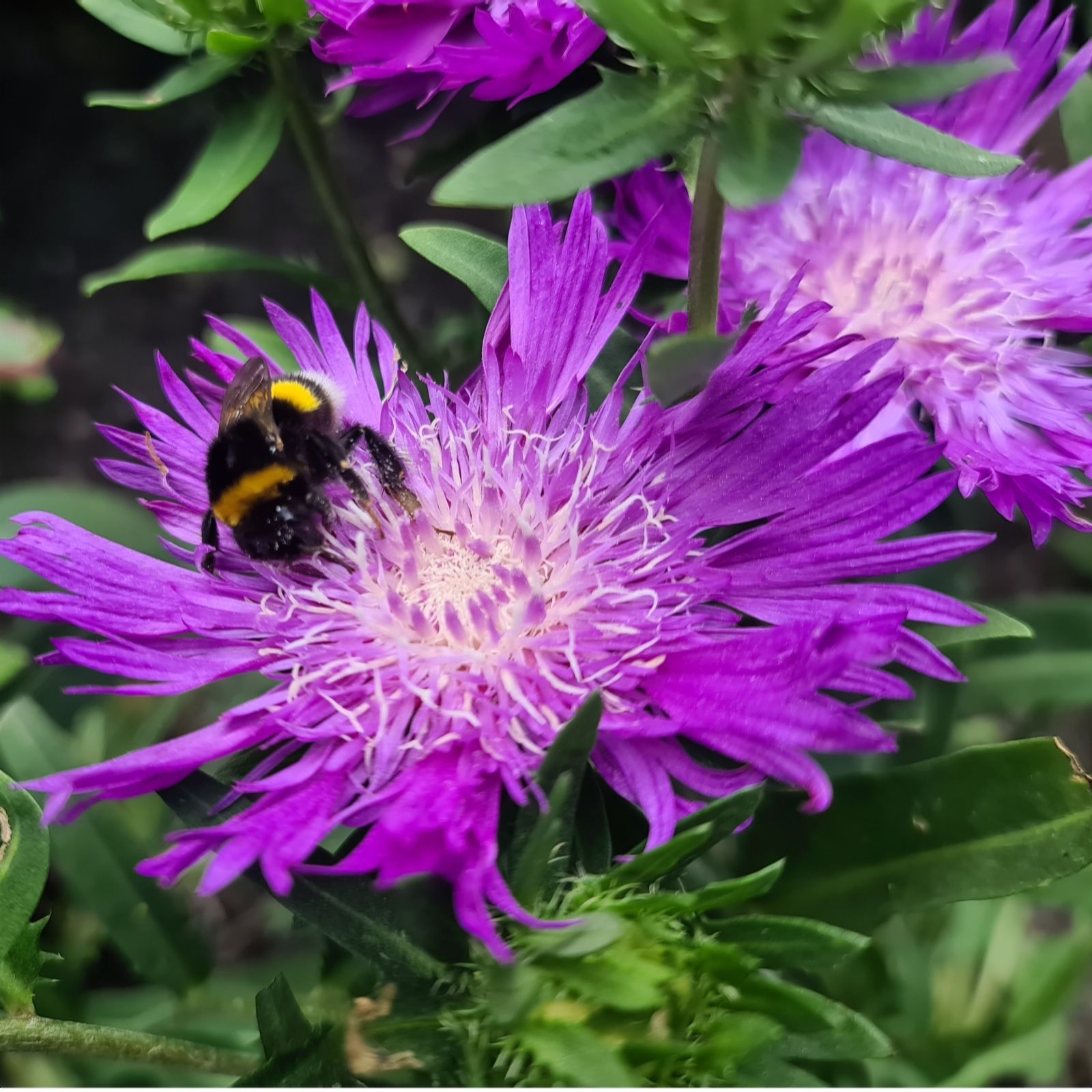 Plants2Gardens Stokesia Amethyst 3 x 9cm