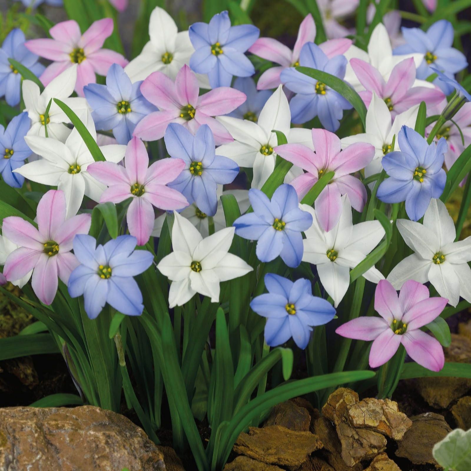 Thompson & Morgan Spring Bulb Lasagne Collection 73 Bulbs, Planter & Compost