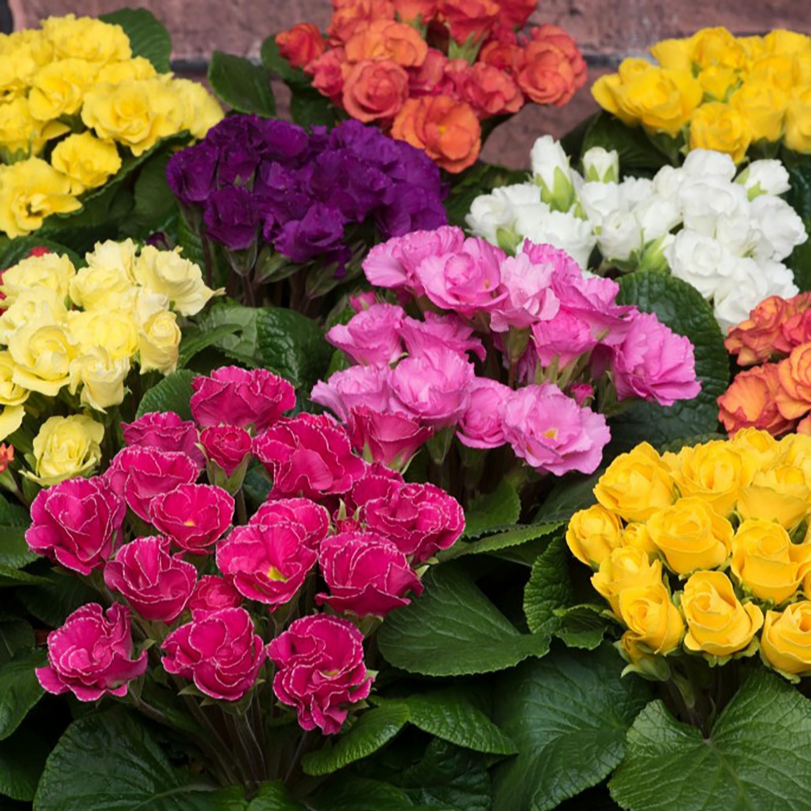 Thompson & Morgan Primrose Primlet Mix 6cm Young Plants x 15