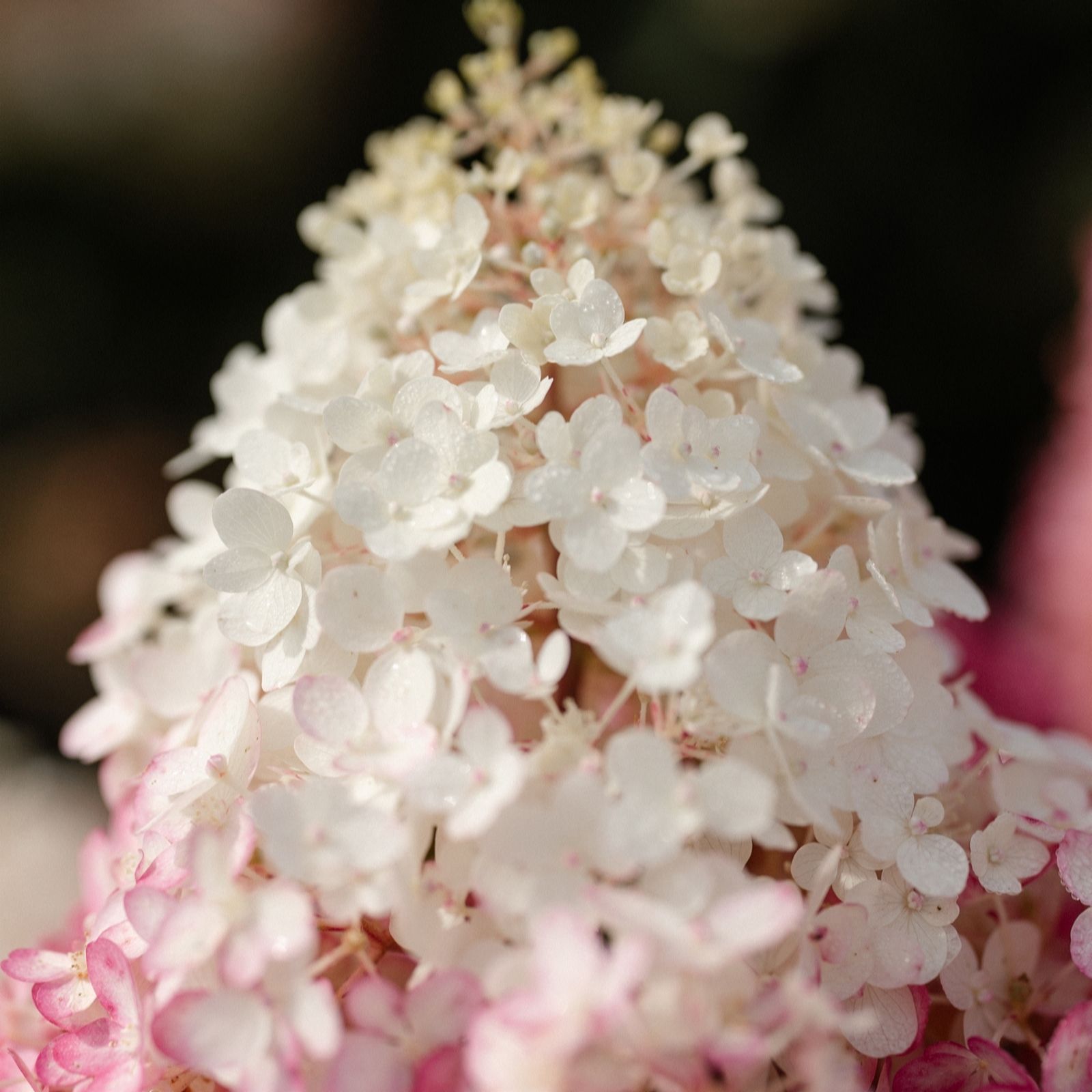 Plants2Gardens Hydrangea Paniculata Red Velvet 4.5L