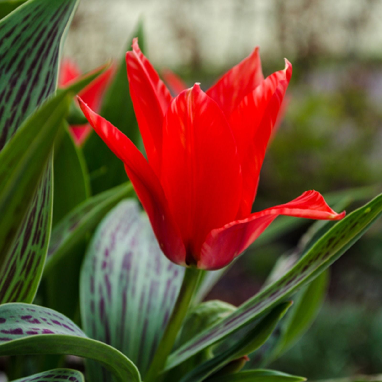 YouGarden Tulip 'Red Riding Hood' x30 bulbs