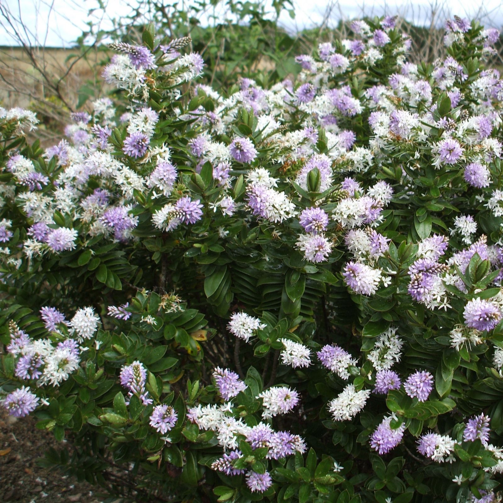 Plants2Gardens Hebe High Voltage