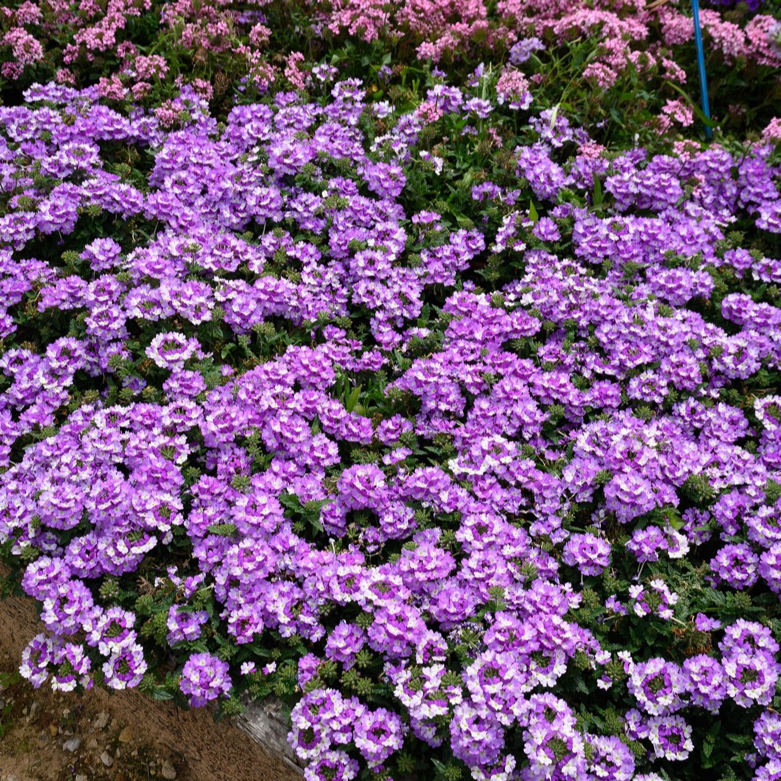 Plants2Gardens Verbena Vanessa Collection 10 x 9cm