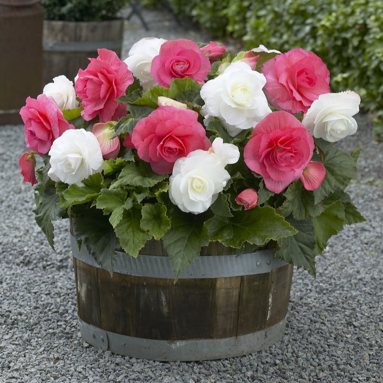 Thompson & Morgan Begonia Nonstop Berries & Cream Tubers x 20