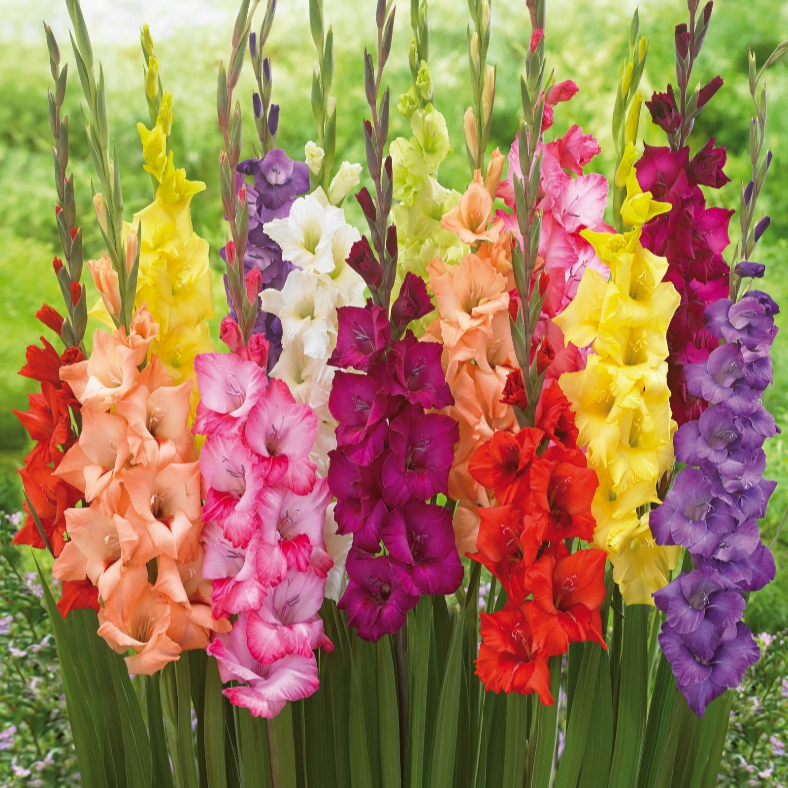 de Jager Glorious Large Flowering Gladioli x 40