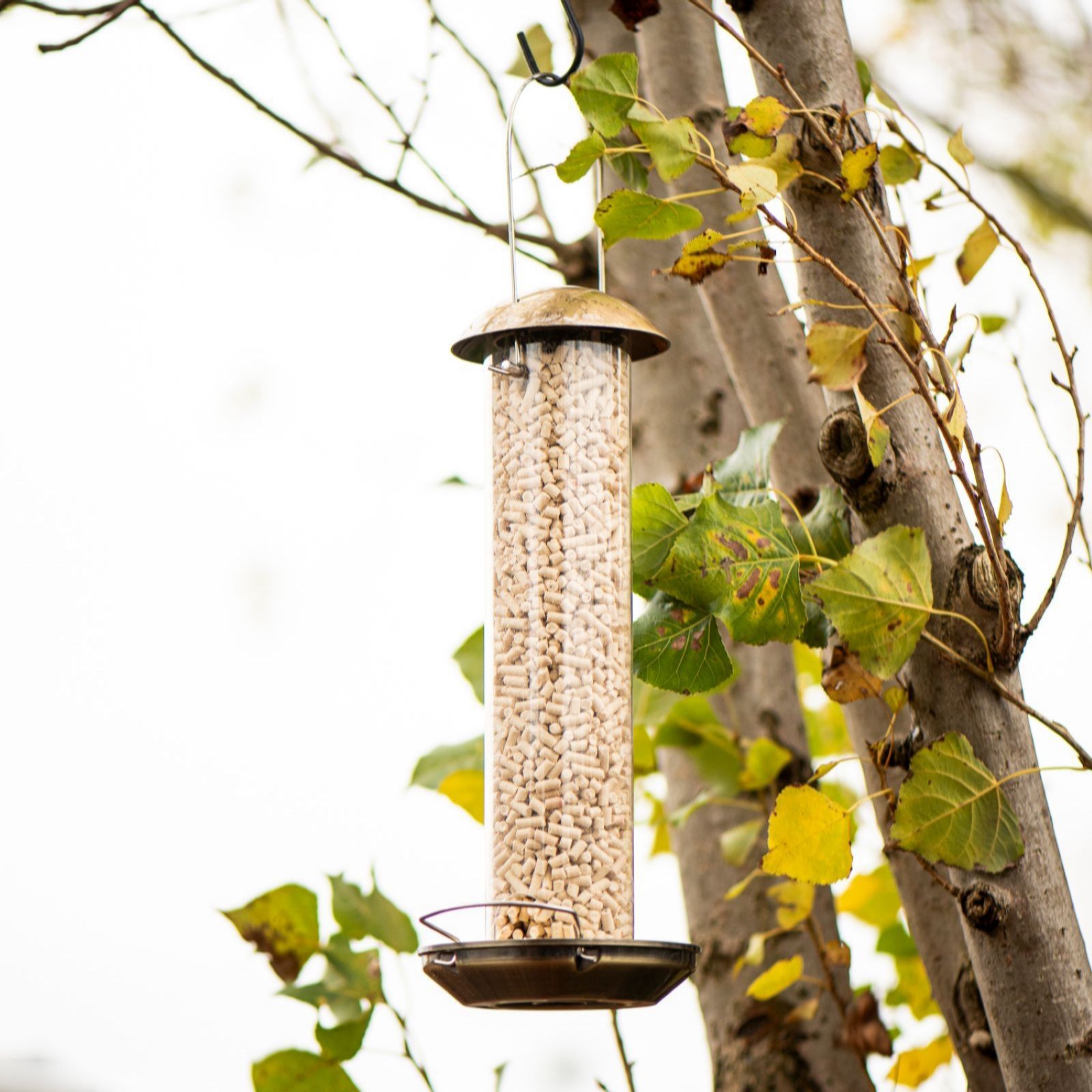 Thompson & Morgan Happy Beaks Supreme Mealworm + Suet Treat Feeder