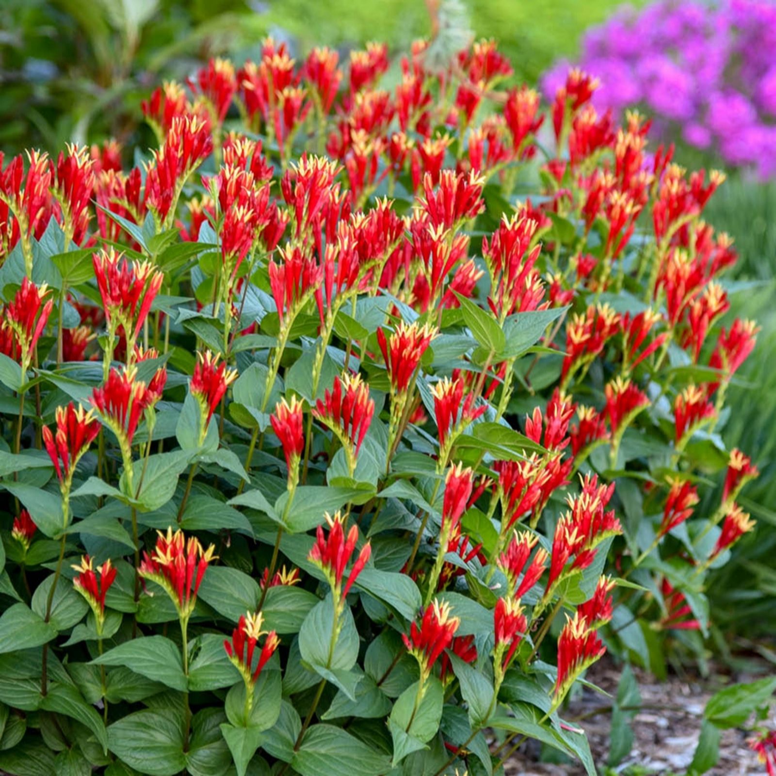 YouGarden Spigelia Little Red Head in 9cm pots x3