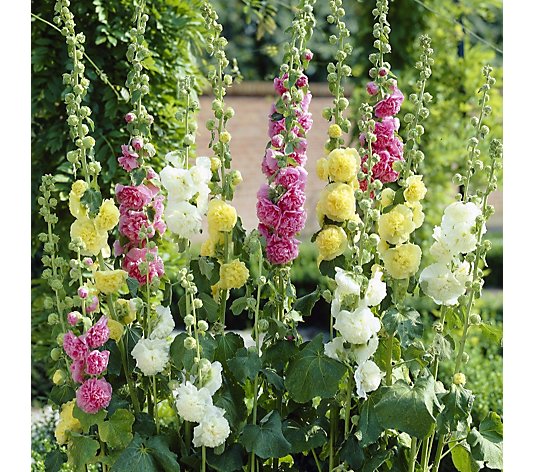 Suttons Hollyhock Chaters Double Garden Ready 30x 6cm Plants