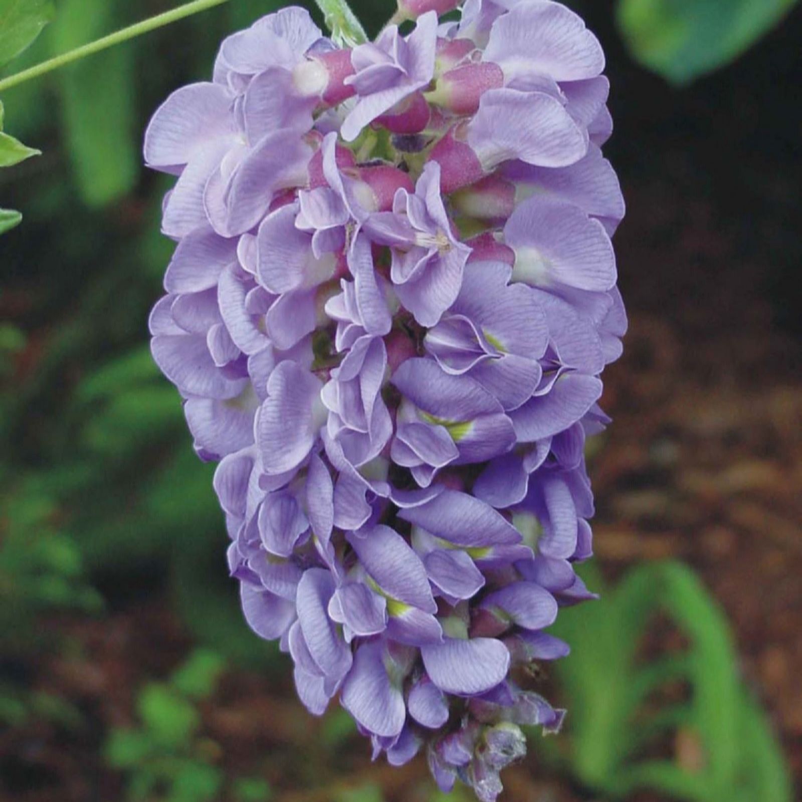 Thompson & Morgan Wisteria Amethyst Falls 4 Litre Pot x 1