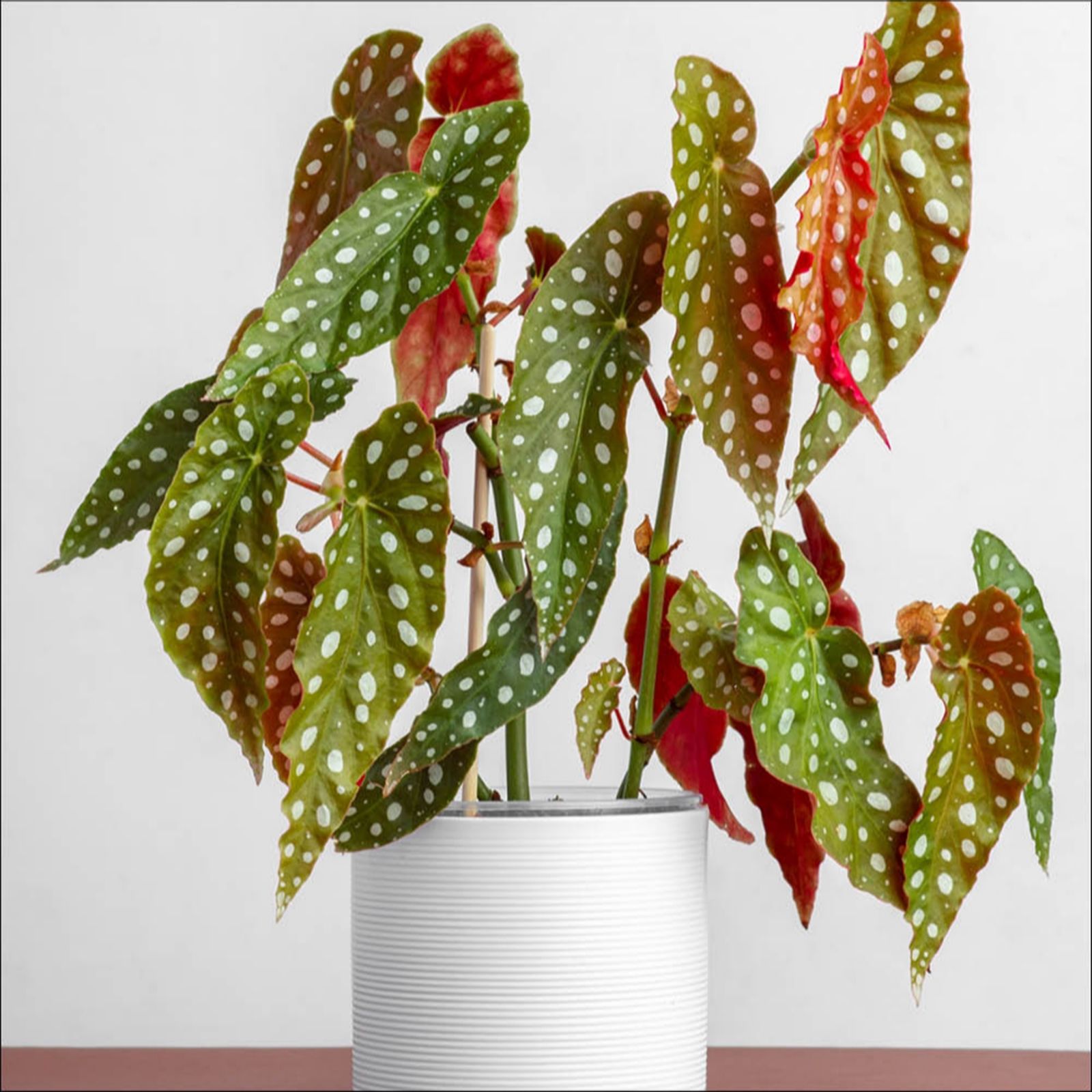 YouGarden Polka Dot Begonia in a 12cm pot