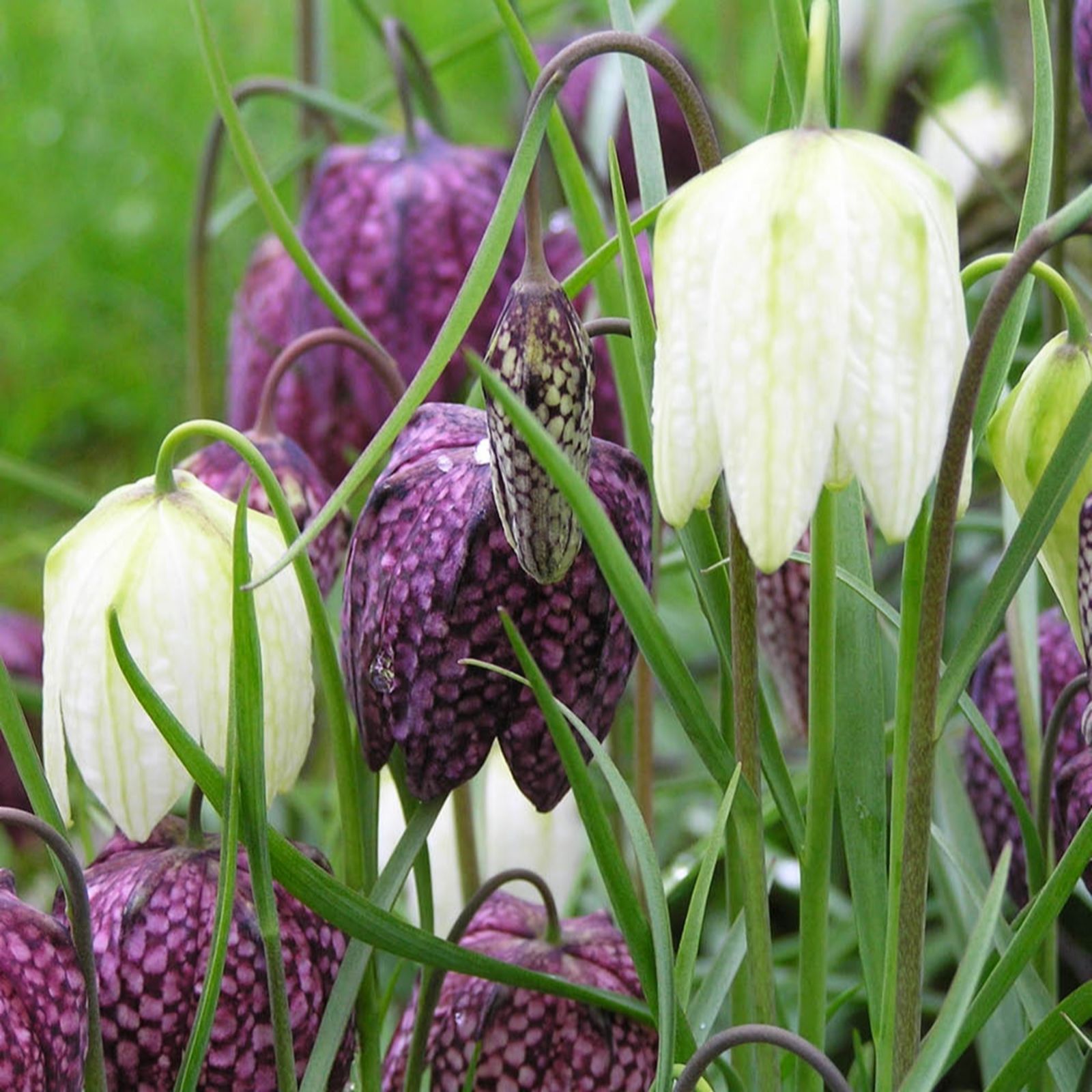 YouGarden Fritillaria 'meleagris mixed' x50 bulbs