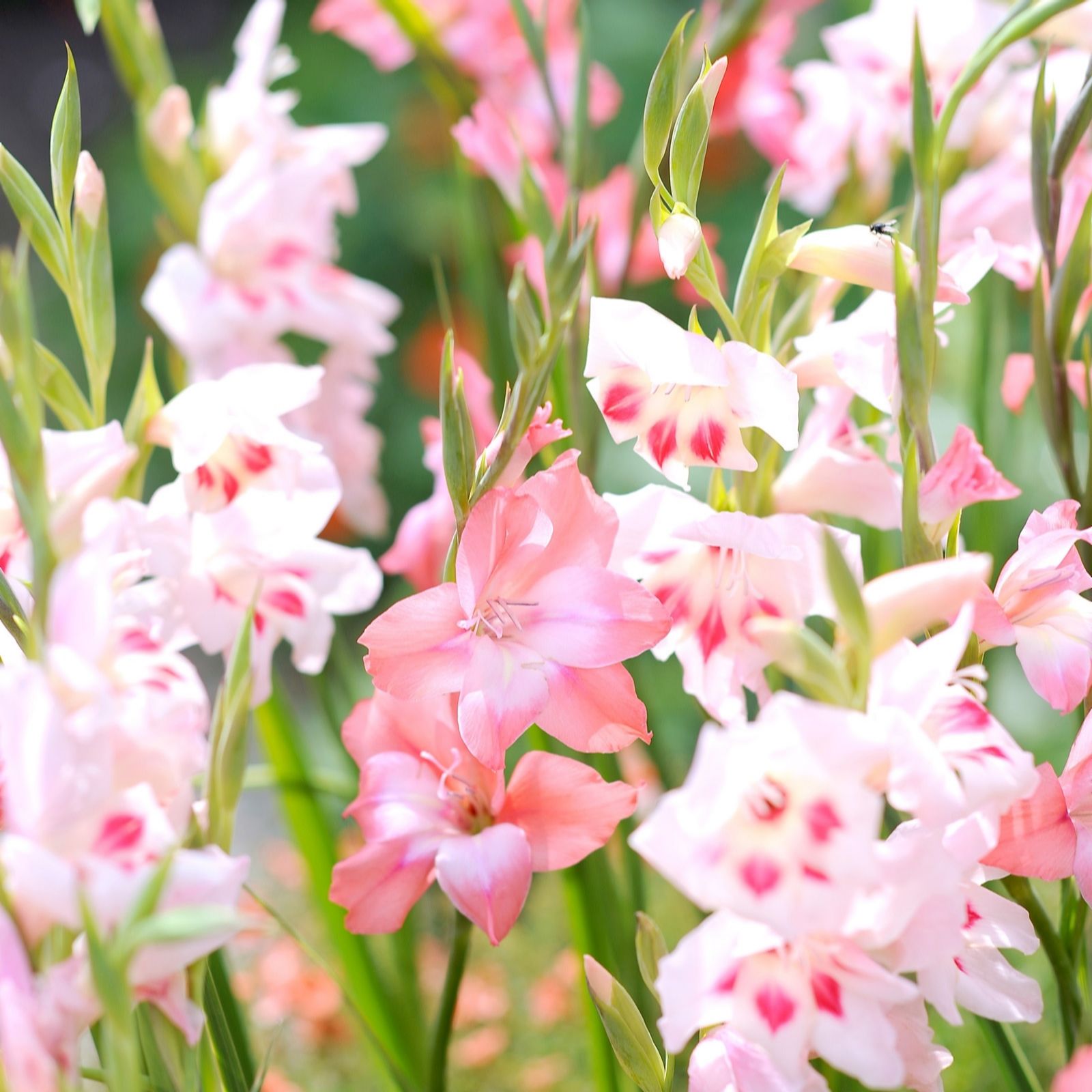 Richard Jackson Hardy Gladioli Mixed Colours 18 Bulbs