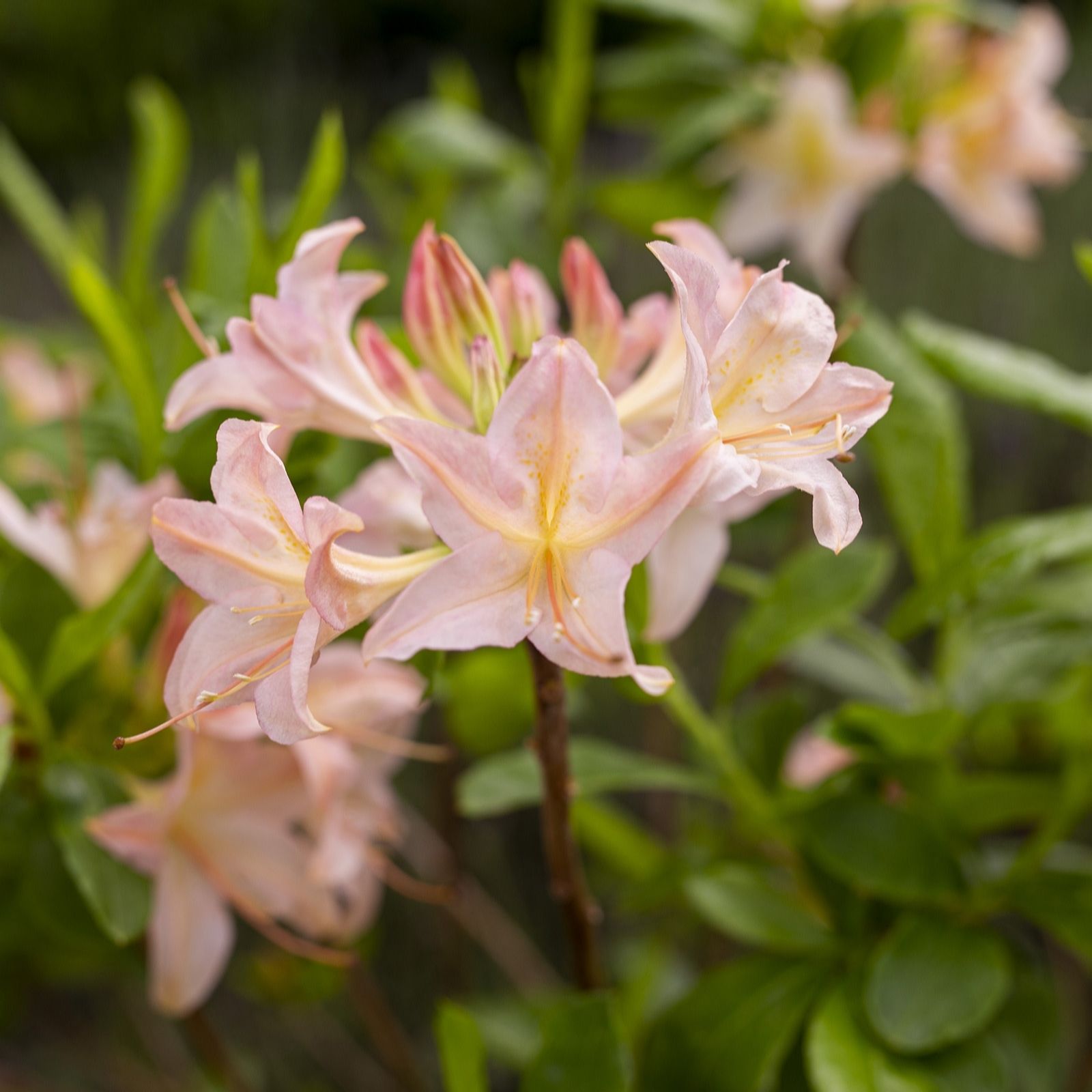 Plants2Gardens Azalea Chanel 5ltr