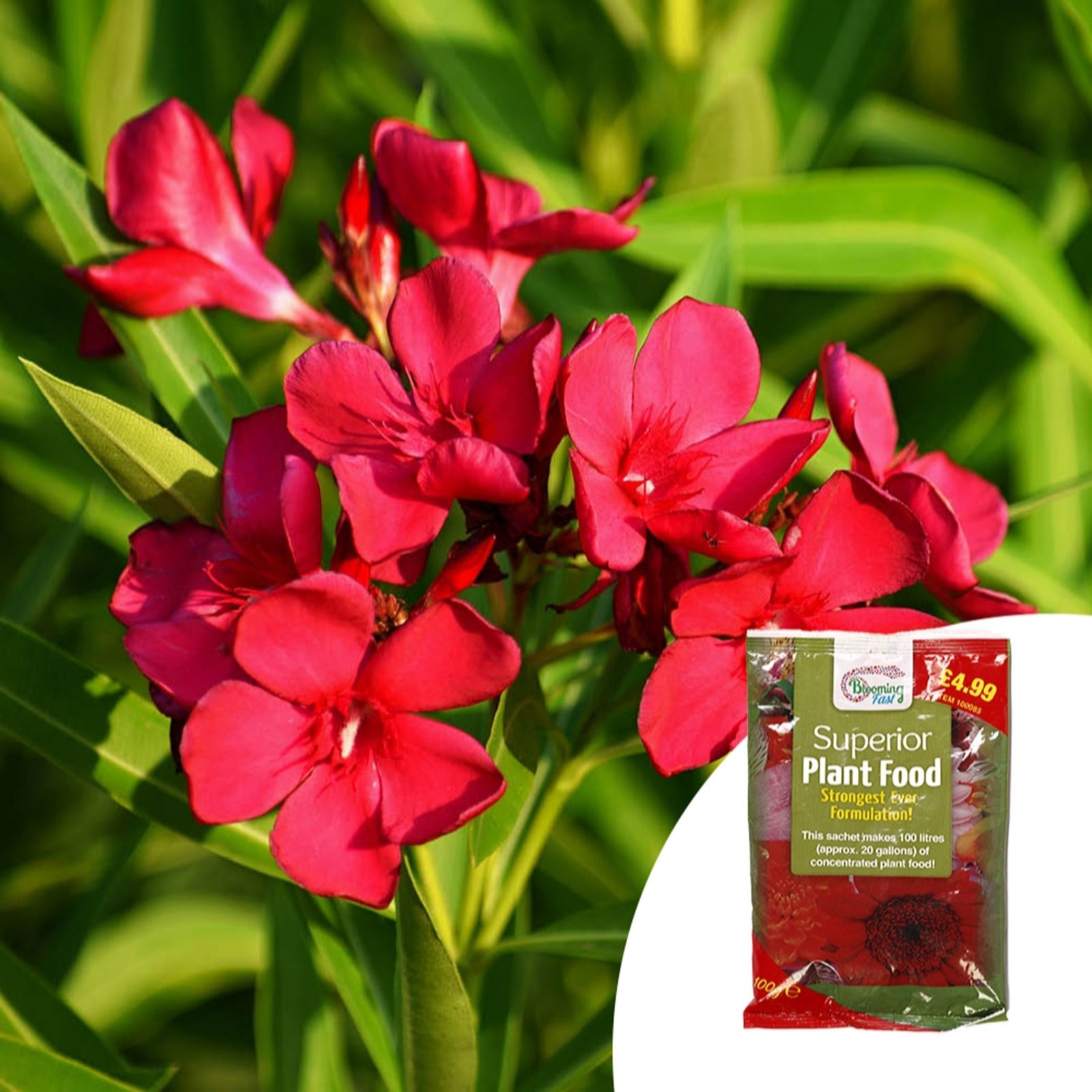 YouGarden Pair of 15cm Oleander Bush & 100g Fertiliser