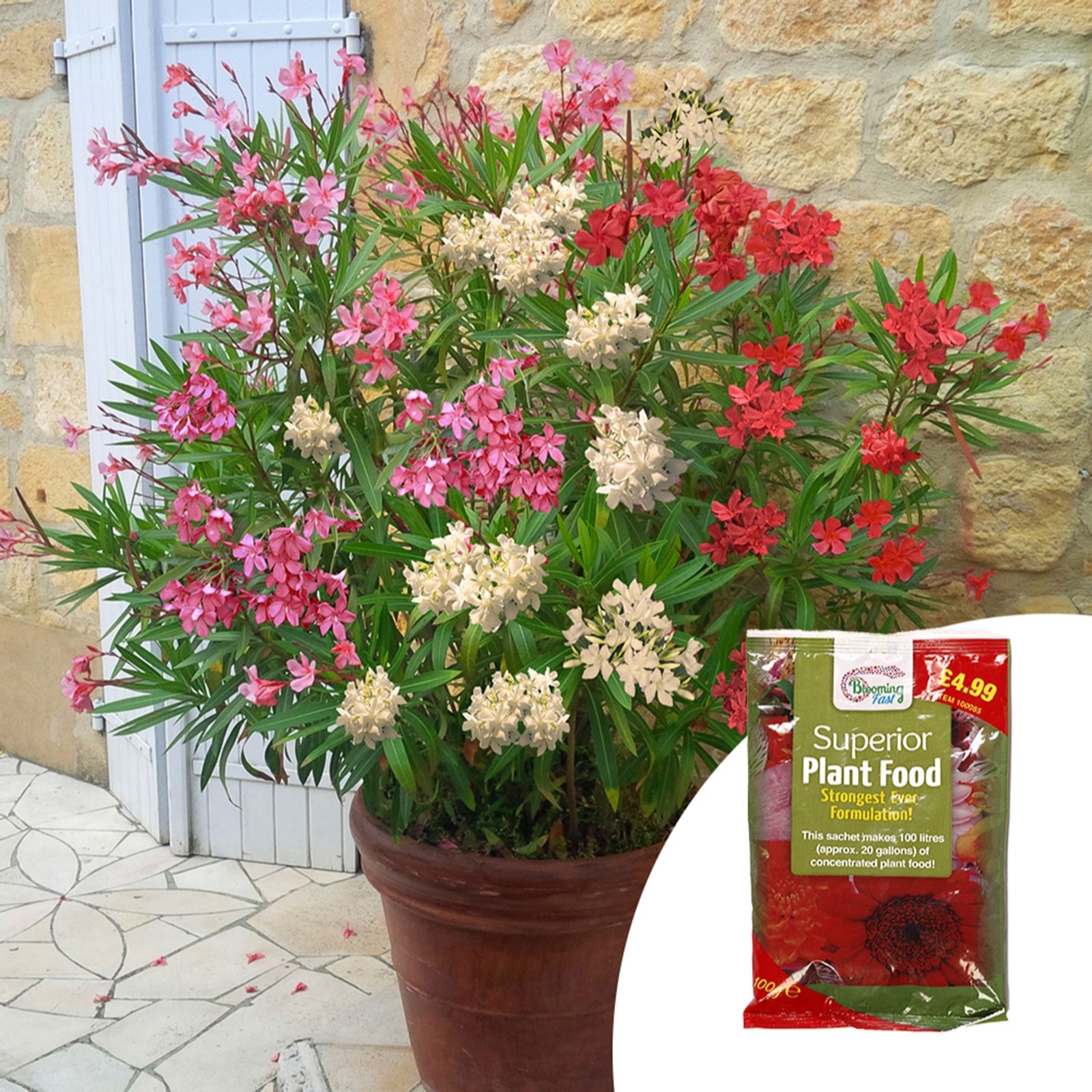YouGarden Pair of 15cm Oleander Bush & 100g Fertiliser