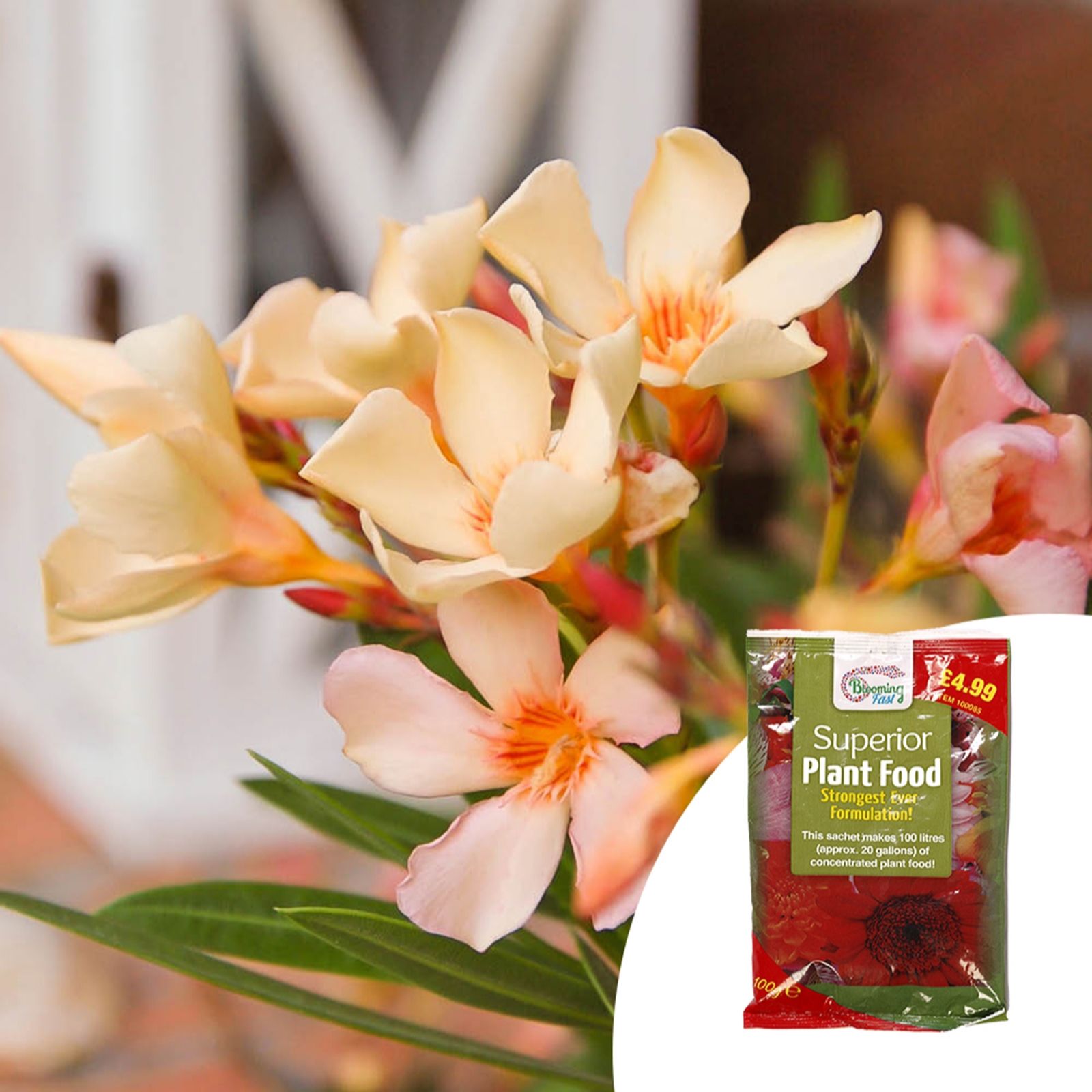 YouGarden Pair of 15cm Oleander Bush & 100g Fertiliser