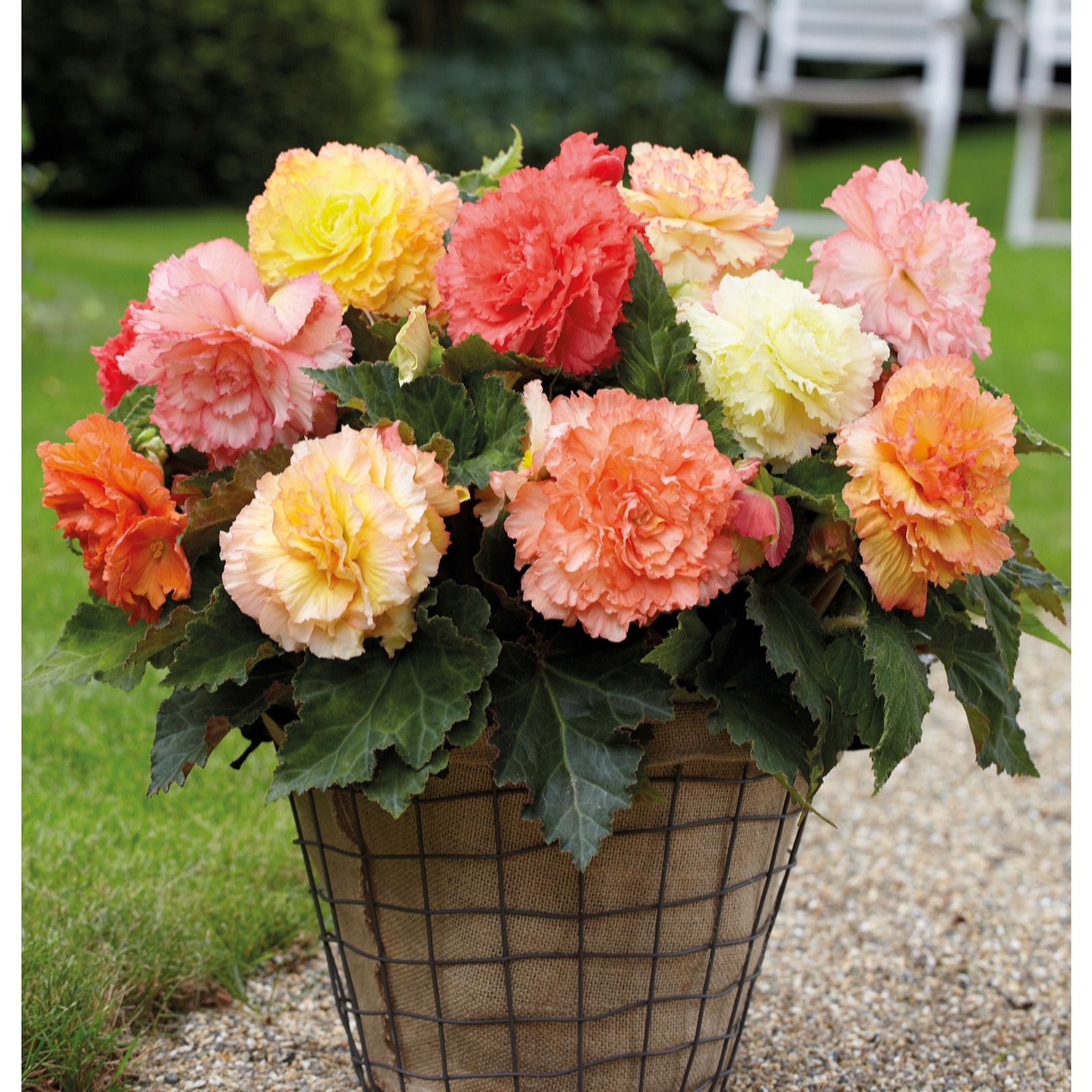 Thompson & Morgan Begonia 'Giant Picotee Collection' Tubers x 10