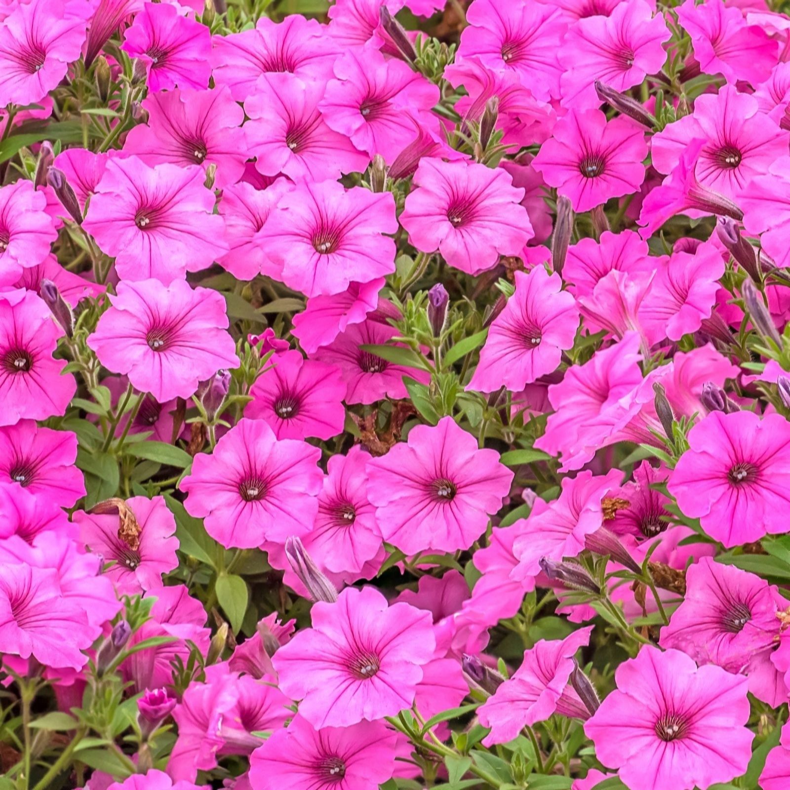 Thompson & Morgan Petunia Bubblegum 9cm x 3