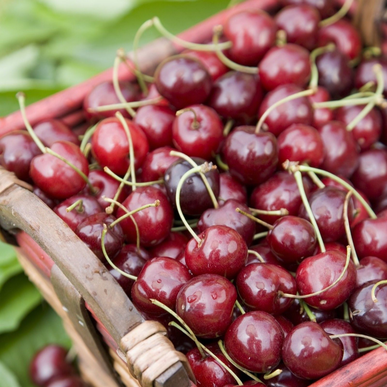 Frank P Matthews Cherry Stella, Fan Trained Tree in 12 Litre Container