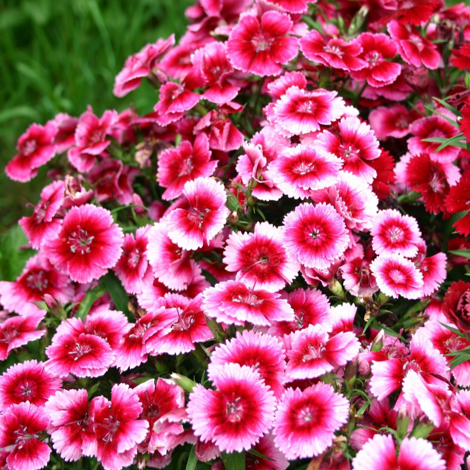 Hayloft Plants Sweet William Wee Willy 18