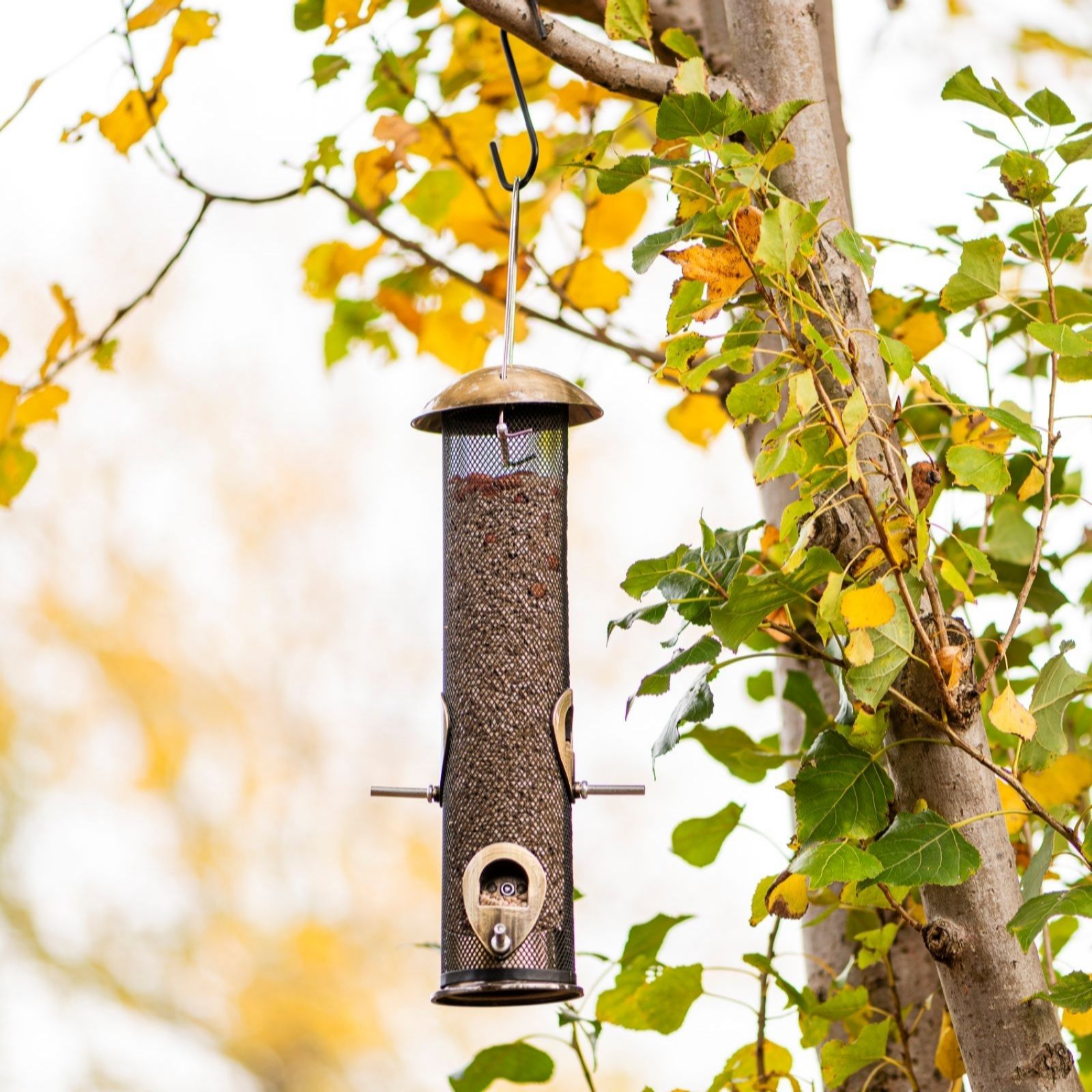 Thompson & Morgan Happy Beaks Supreme Seed Feeder