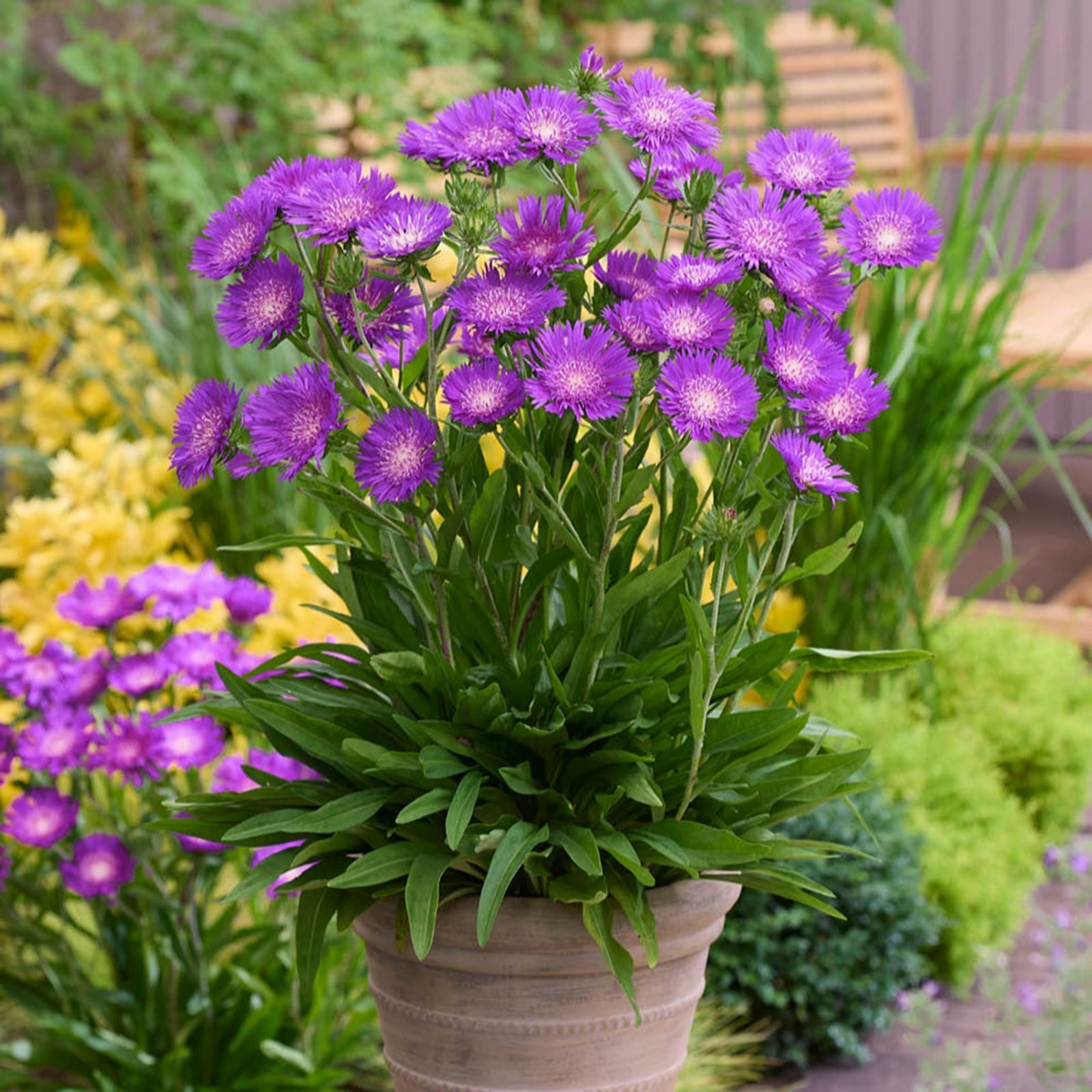 YouGarden Stokesia laevis Amethyst in 9cm pots x3