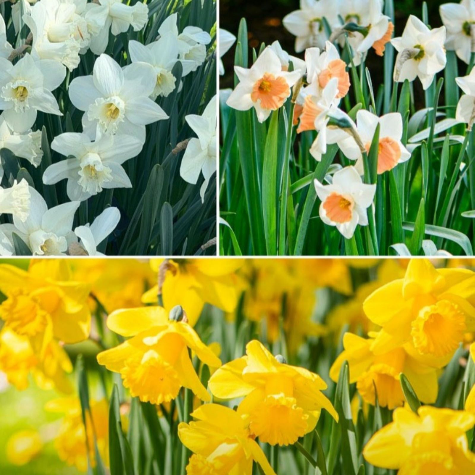 Thompson & Morgan Daffodil Giant Mix 18 Bulbs
