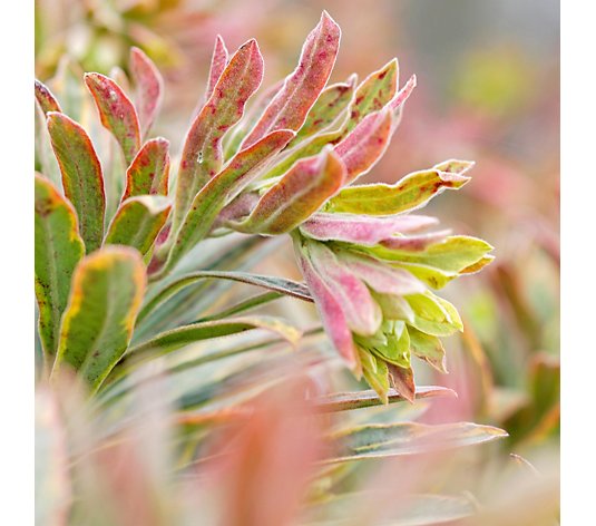 Hayloft Plants Euphorbia Ascot Rainbow 3x 9cm Pots