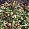 Hayloft Plants Euphorbia Ascot Rainbow 3x 9cm Pots, 2 of 2