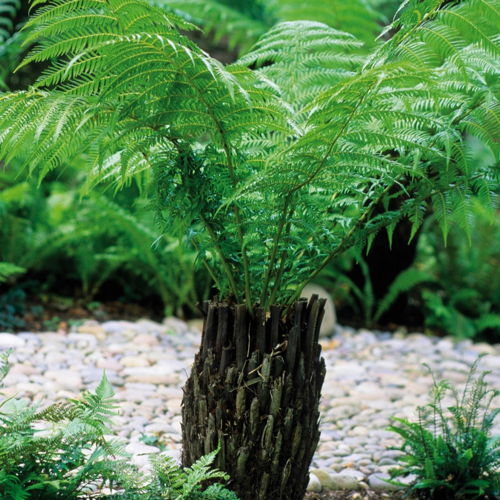 Hayloft Plants Dicksonia Tree Fern QVC UK