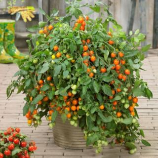 Thompson & Morgan Tomato Double Love 9cm Pot x2 + Pistachio Green Tower Pot