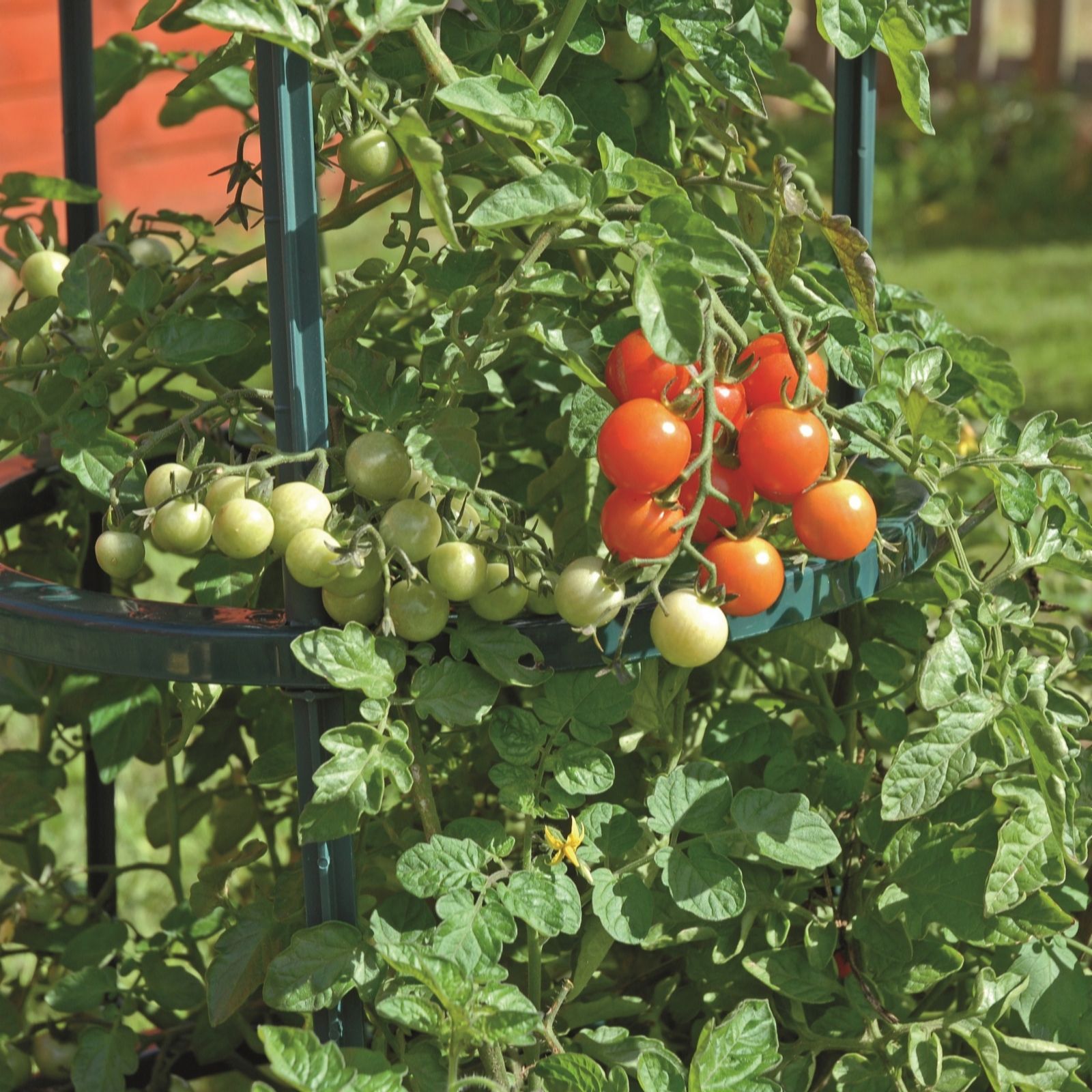 Suttons Tomato Growing Support 5 Piece Set