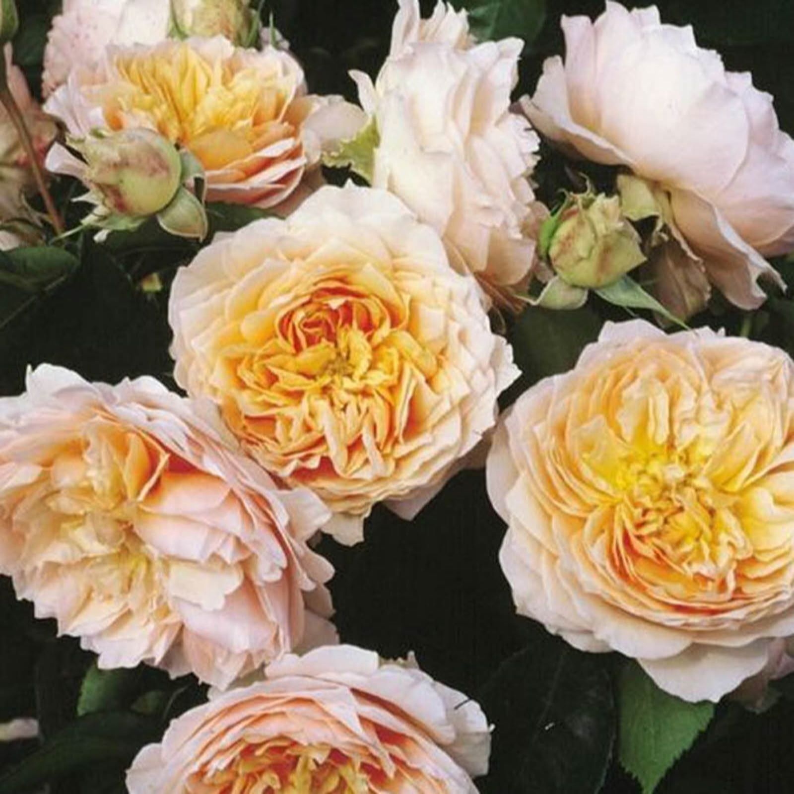 Harkness Roses Rose Climbing Ginger Syllabub in a 3L-4L pot