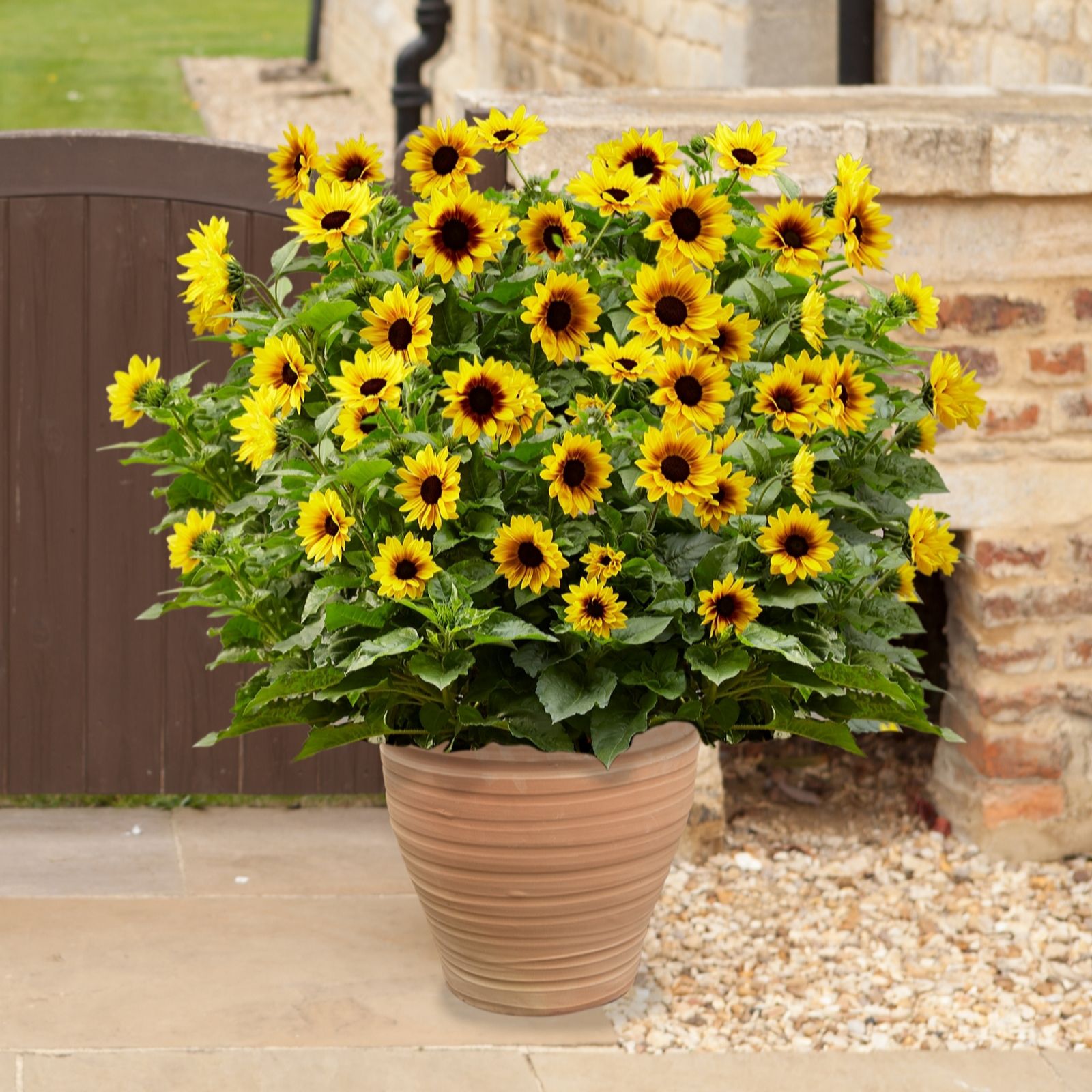 YouGarden Patio Sunflower 'Sunbelievable Brown Eyed Girl' in a 3L pot