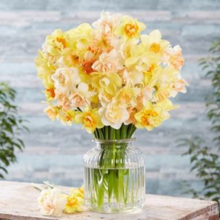 YouGarden Narcissus 'Citrus Sorbet Mix' x50 Bulbs