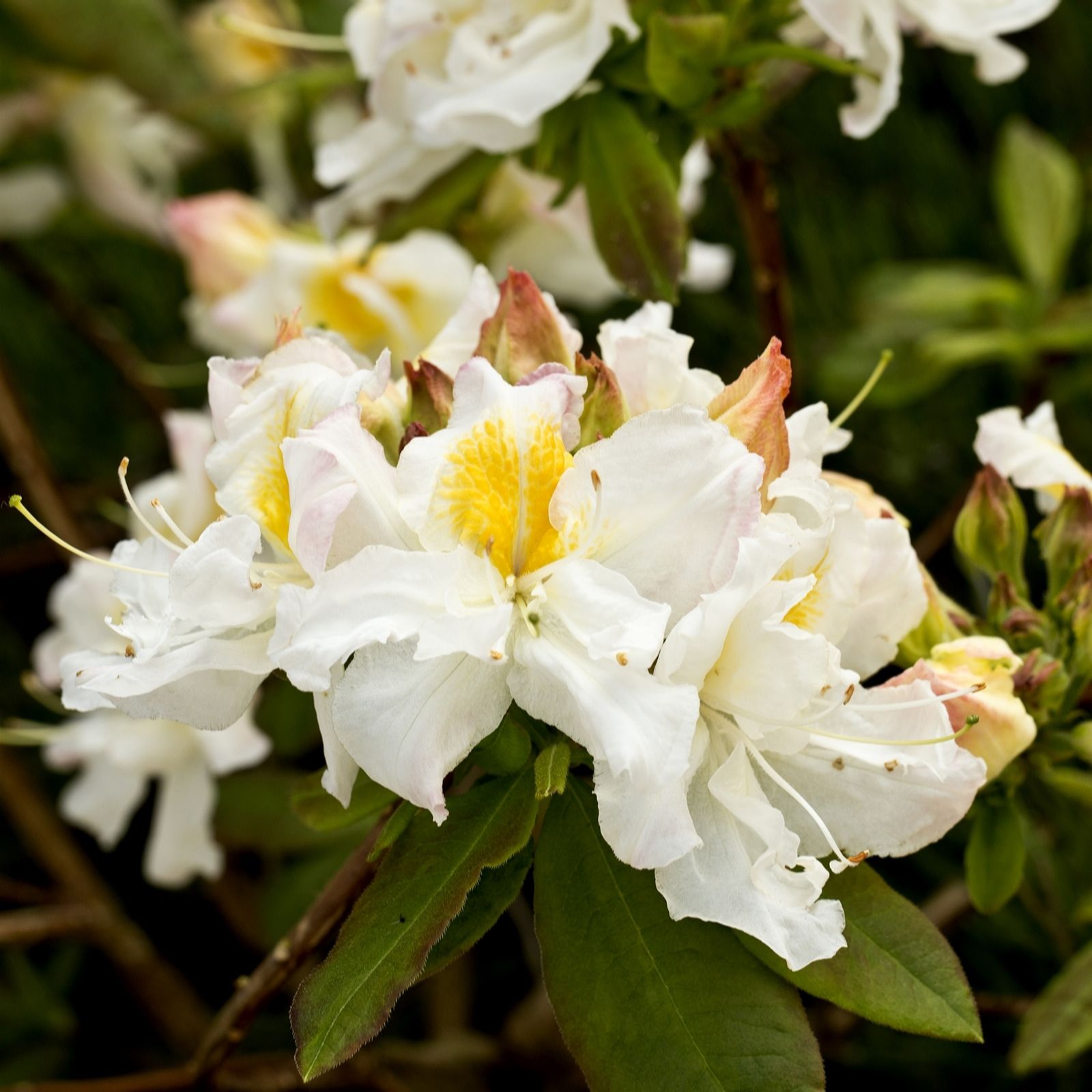 Plants2Gardens Azalea Silver Slipper 5ltr