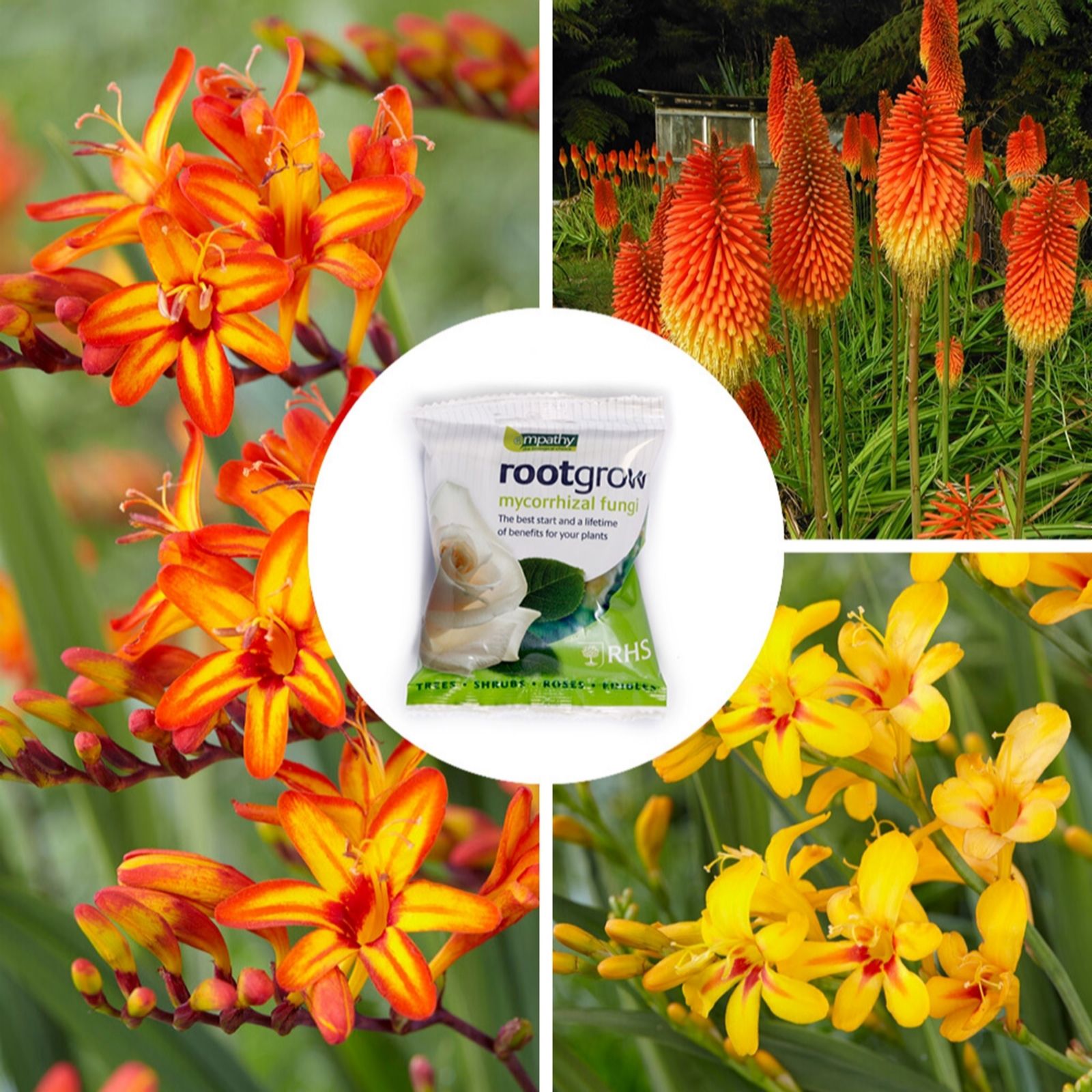 YouGarden Firestarter Bare Root Collection