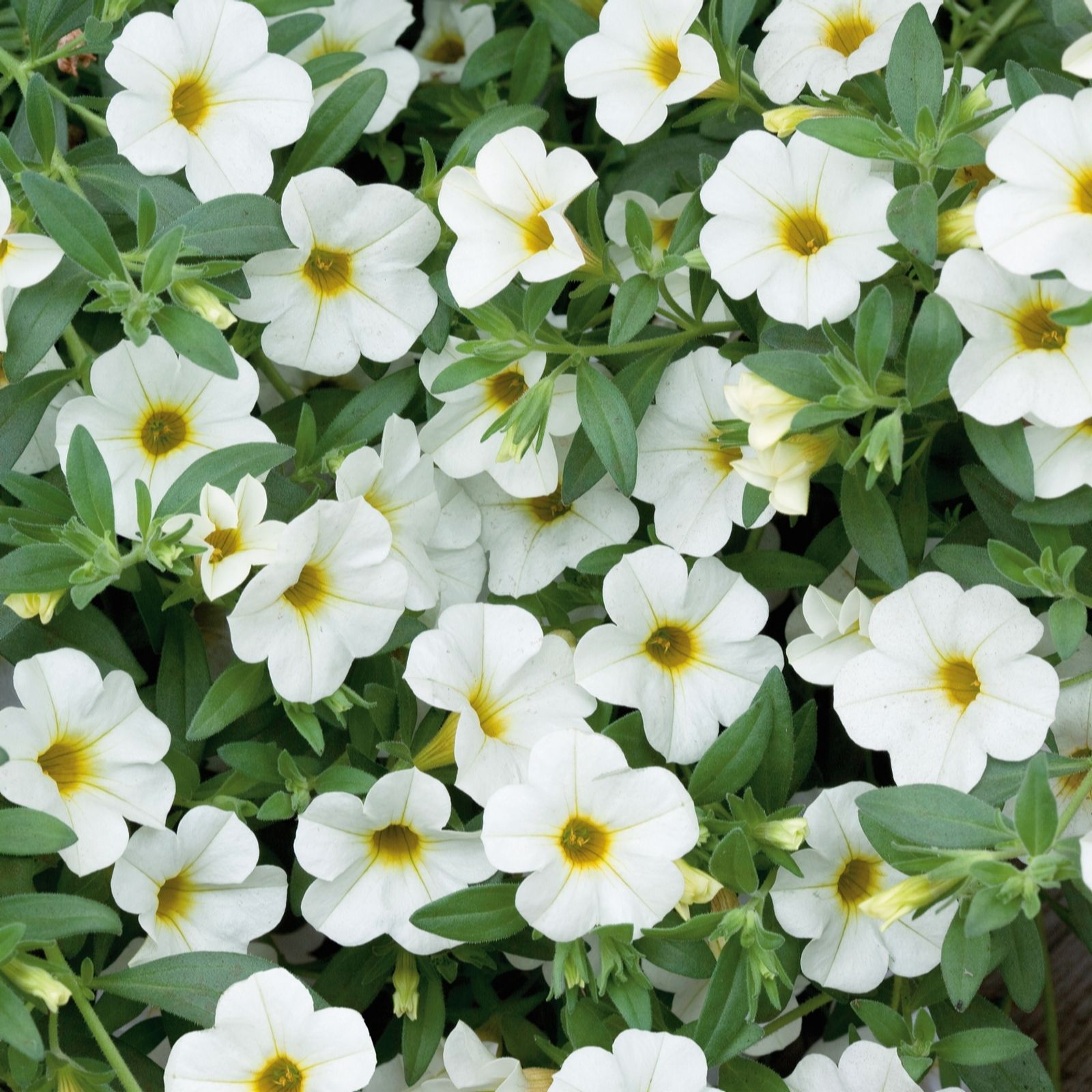 Plants2Gardens Berry Twist Colour Combination Collection 10 x 9cm