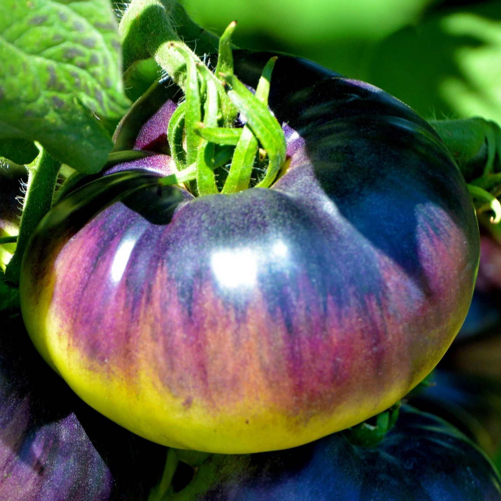 Suttons Tomato Heirloom Beefsteak Blue Beauty 9cm Pot x 3