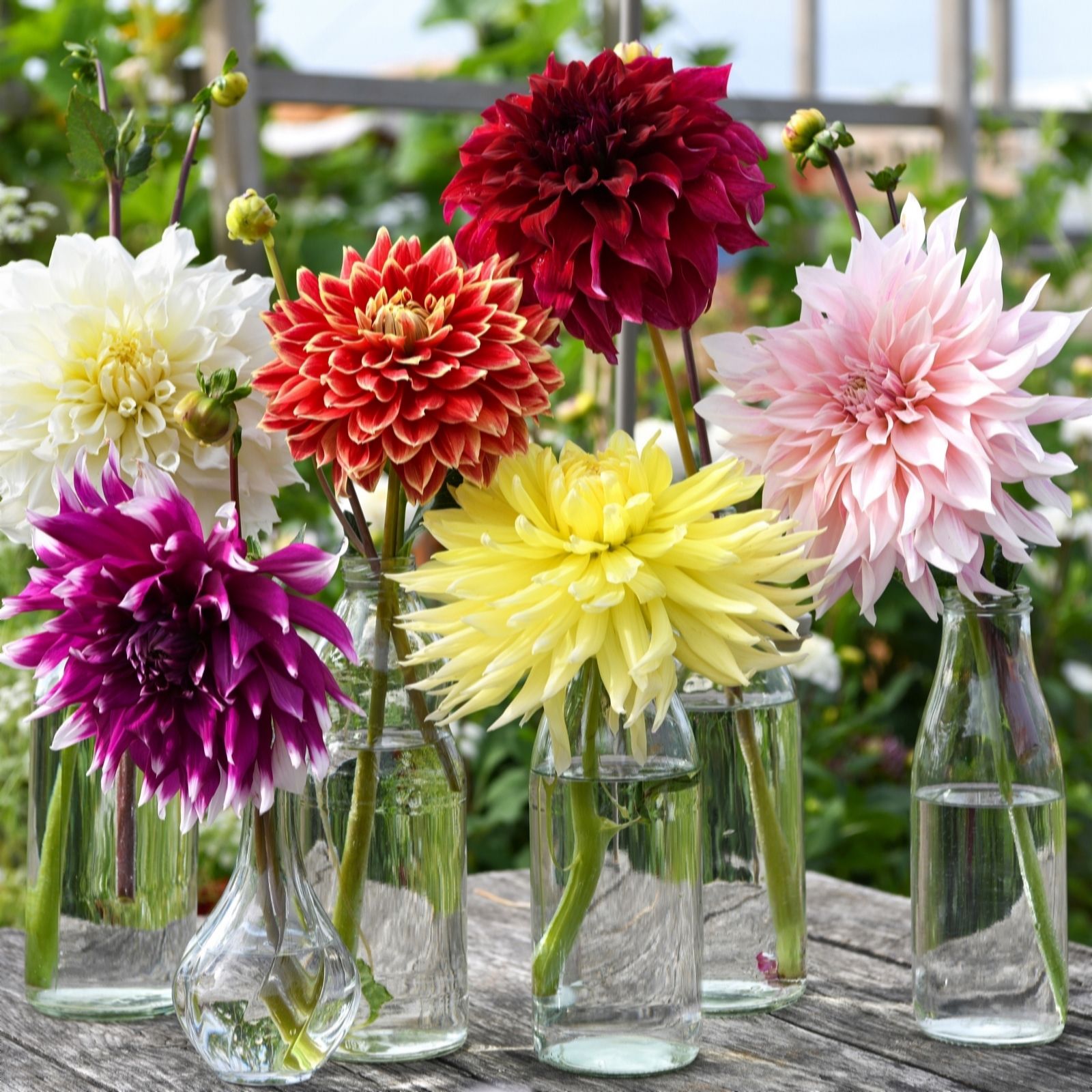 Thompson & Morgan Dahlia Dinnerplate Collection 6 Tubers