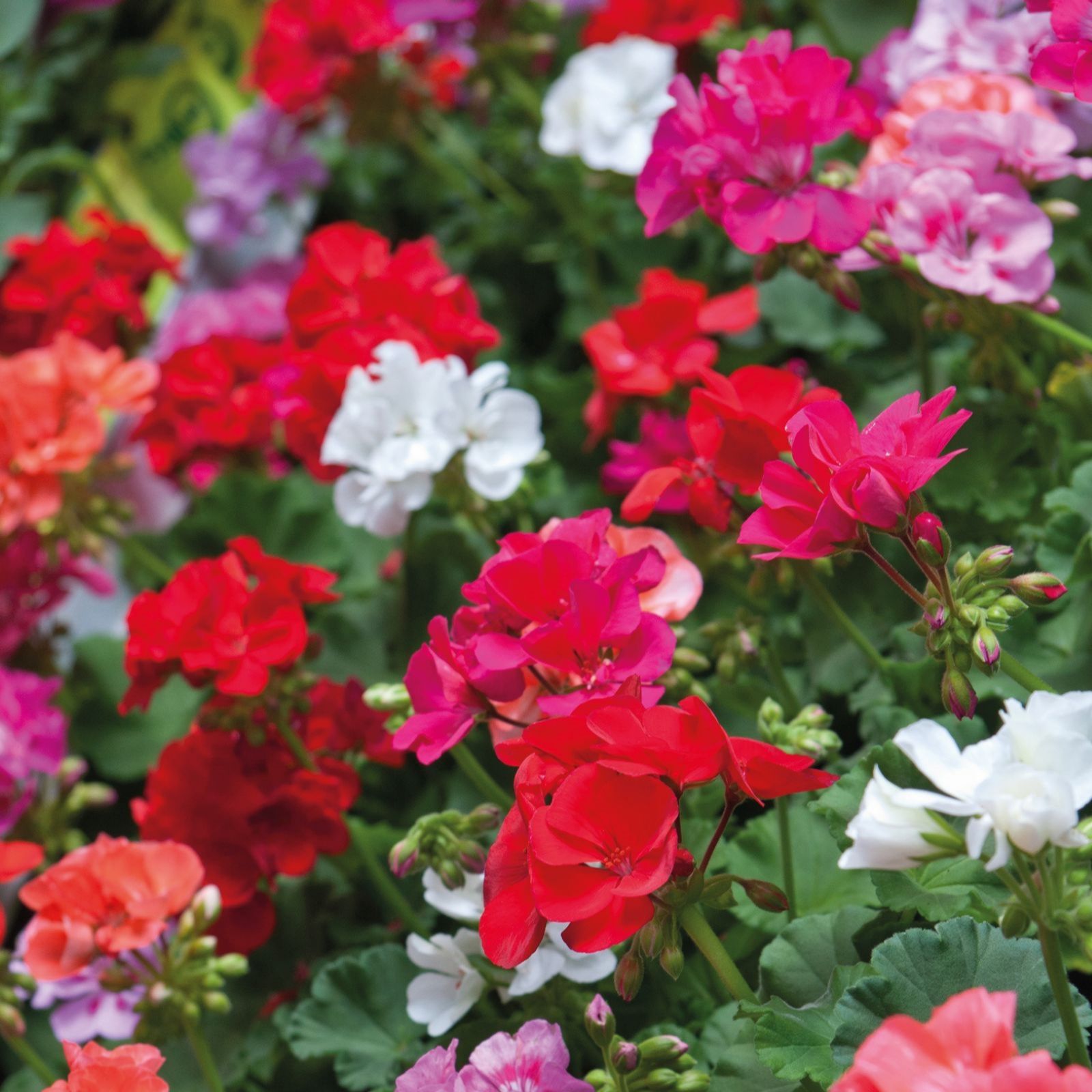 Thompson & Morgan 24 Garden Ready Plants + Incredibloom