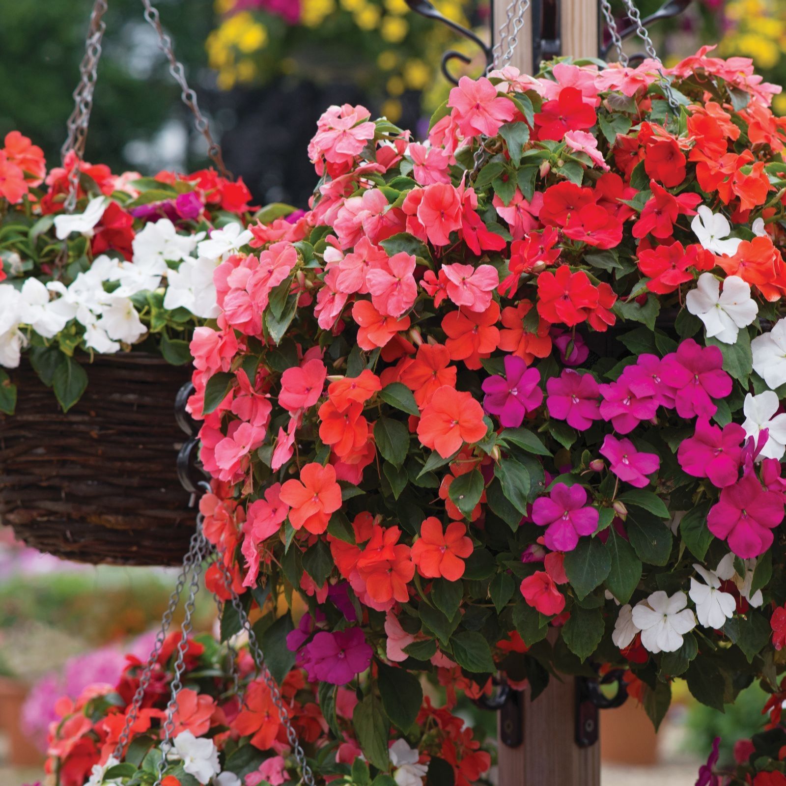 Thompson & Morgan 24 Garden Ready Plants + Incredibloom